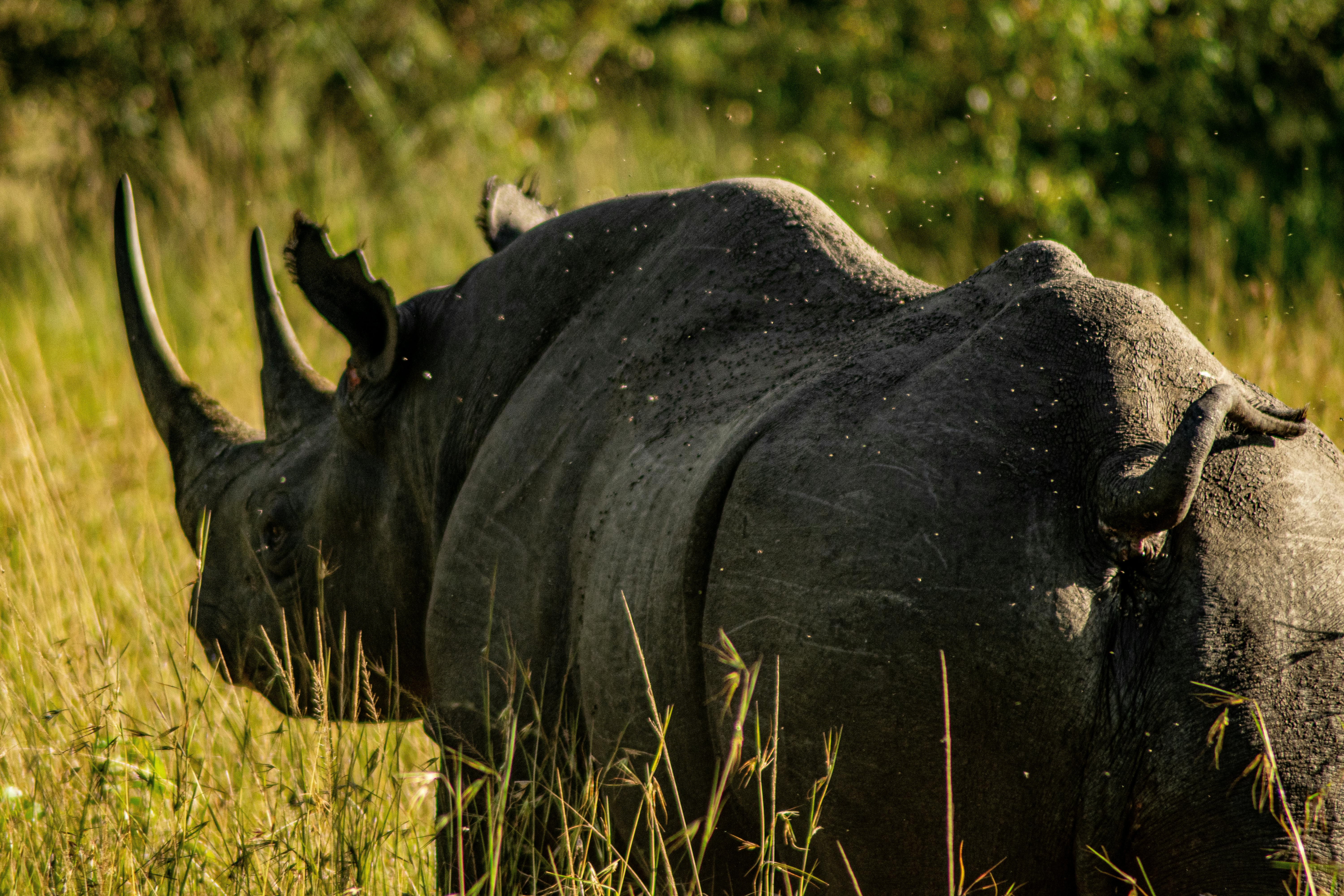 African Black Rhino