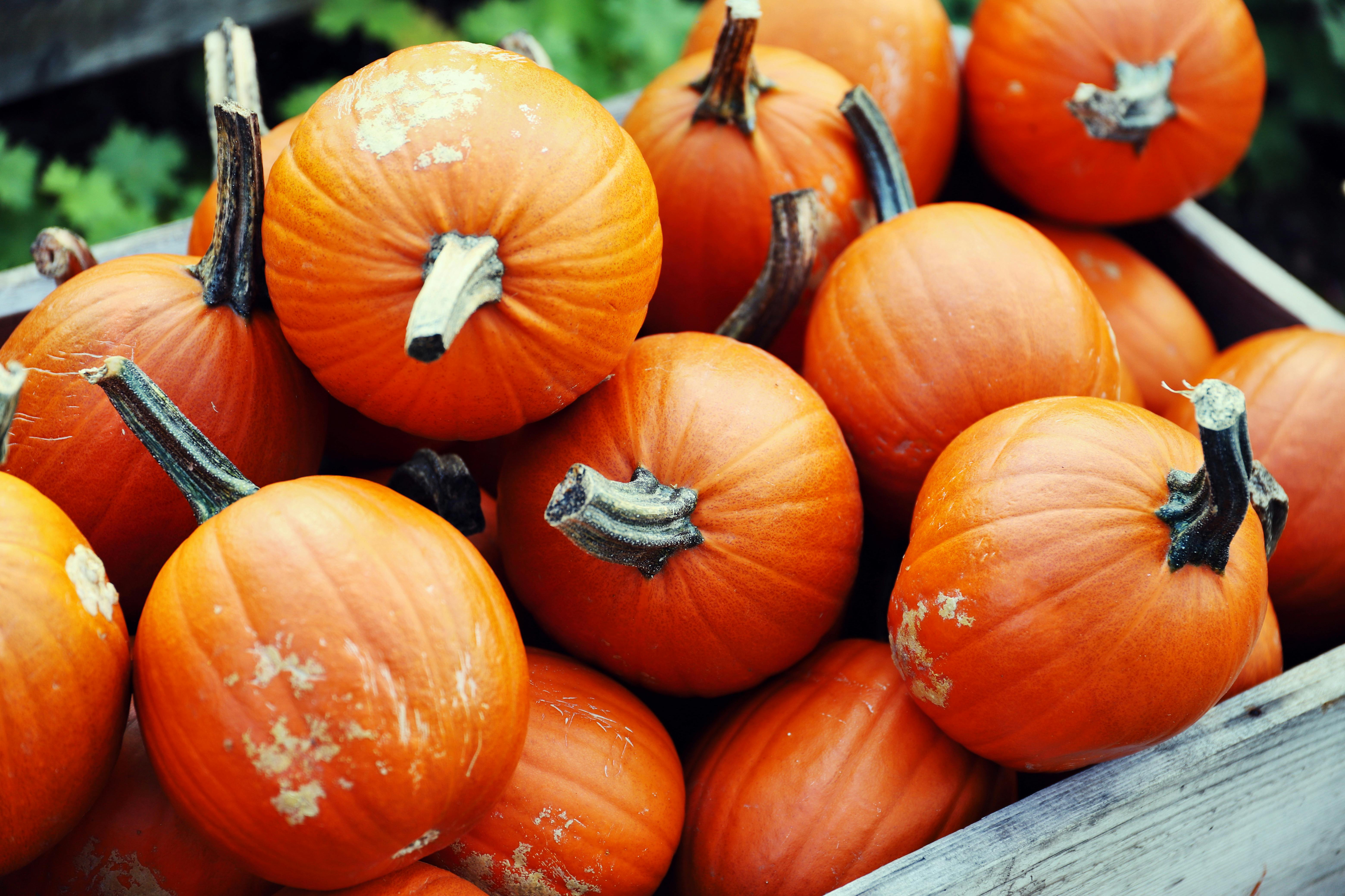 Vibrant Harvest of Fresh Orange Pumpkins