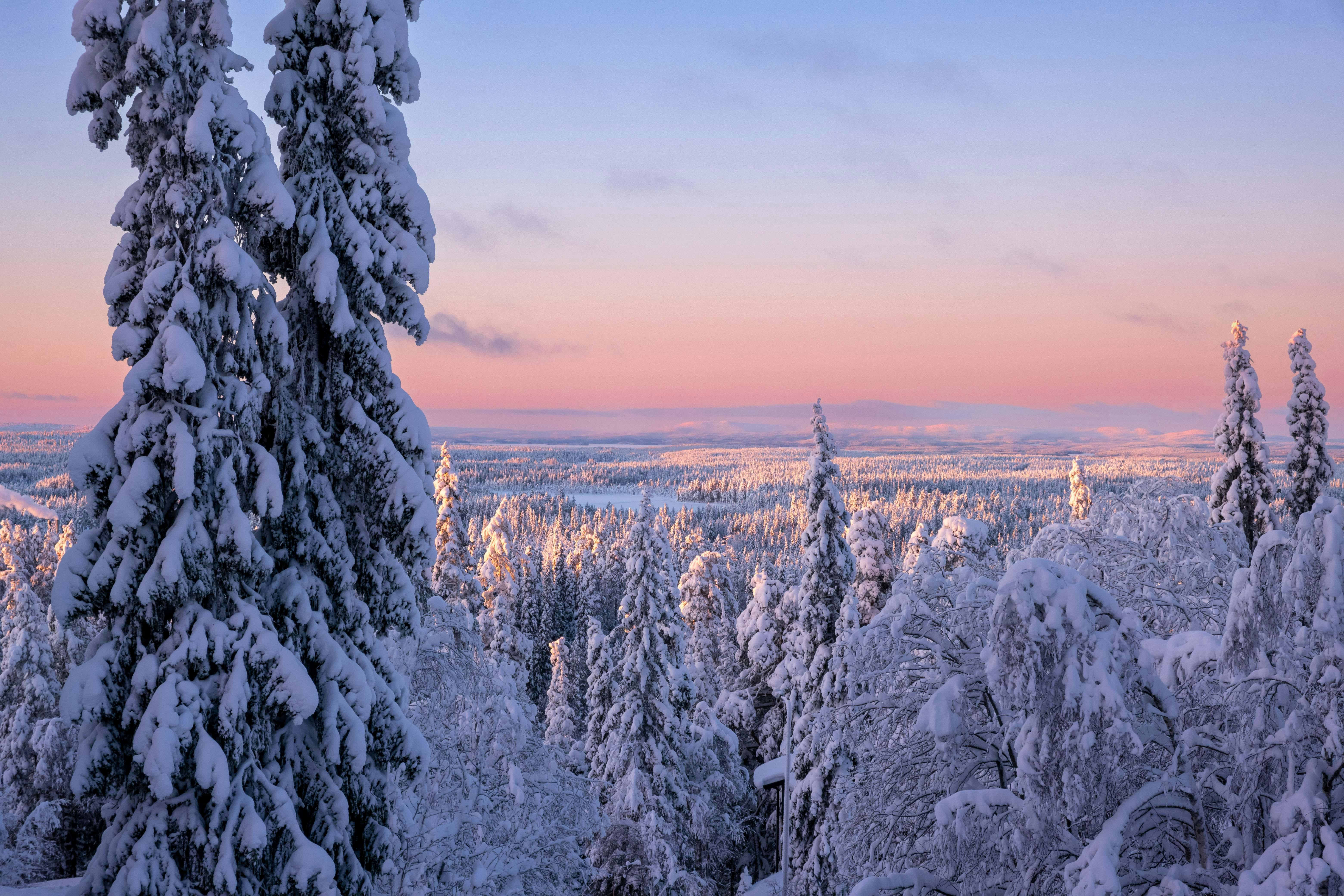 Finland Forest