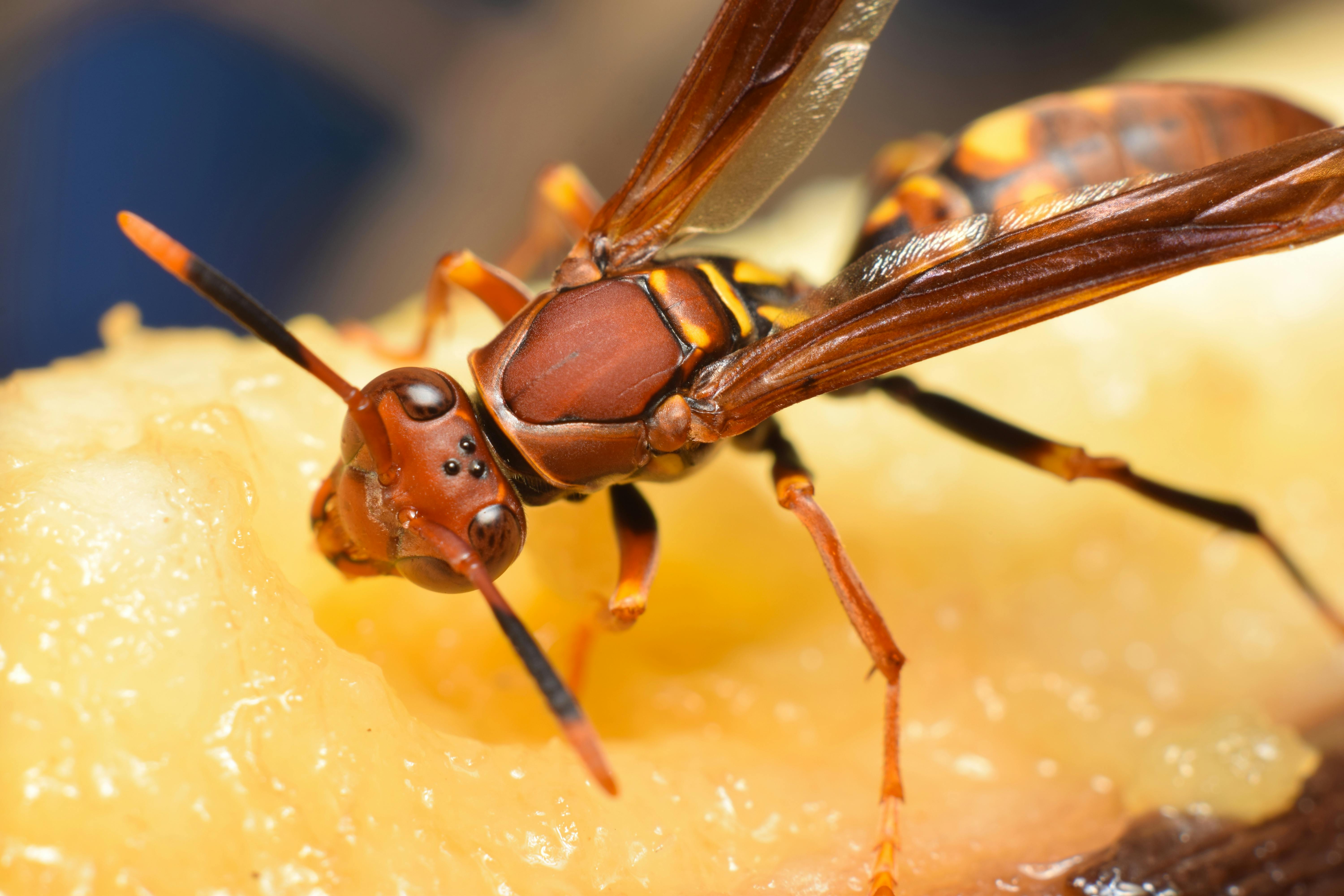 Close-up of a Common Paper Wasp Eating Fruit