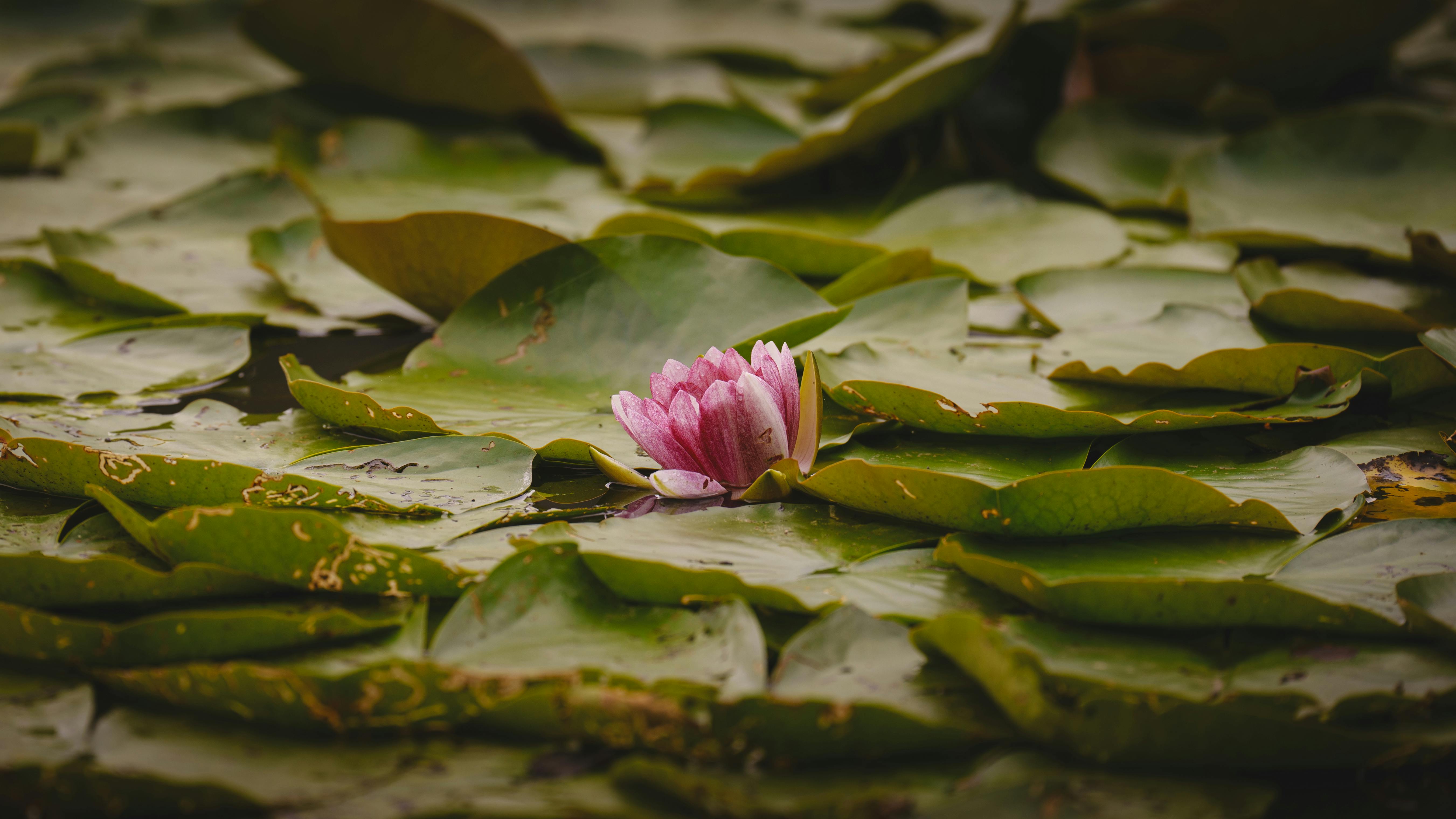 Serene Water Lily Amidst Lush Green Leaves