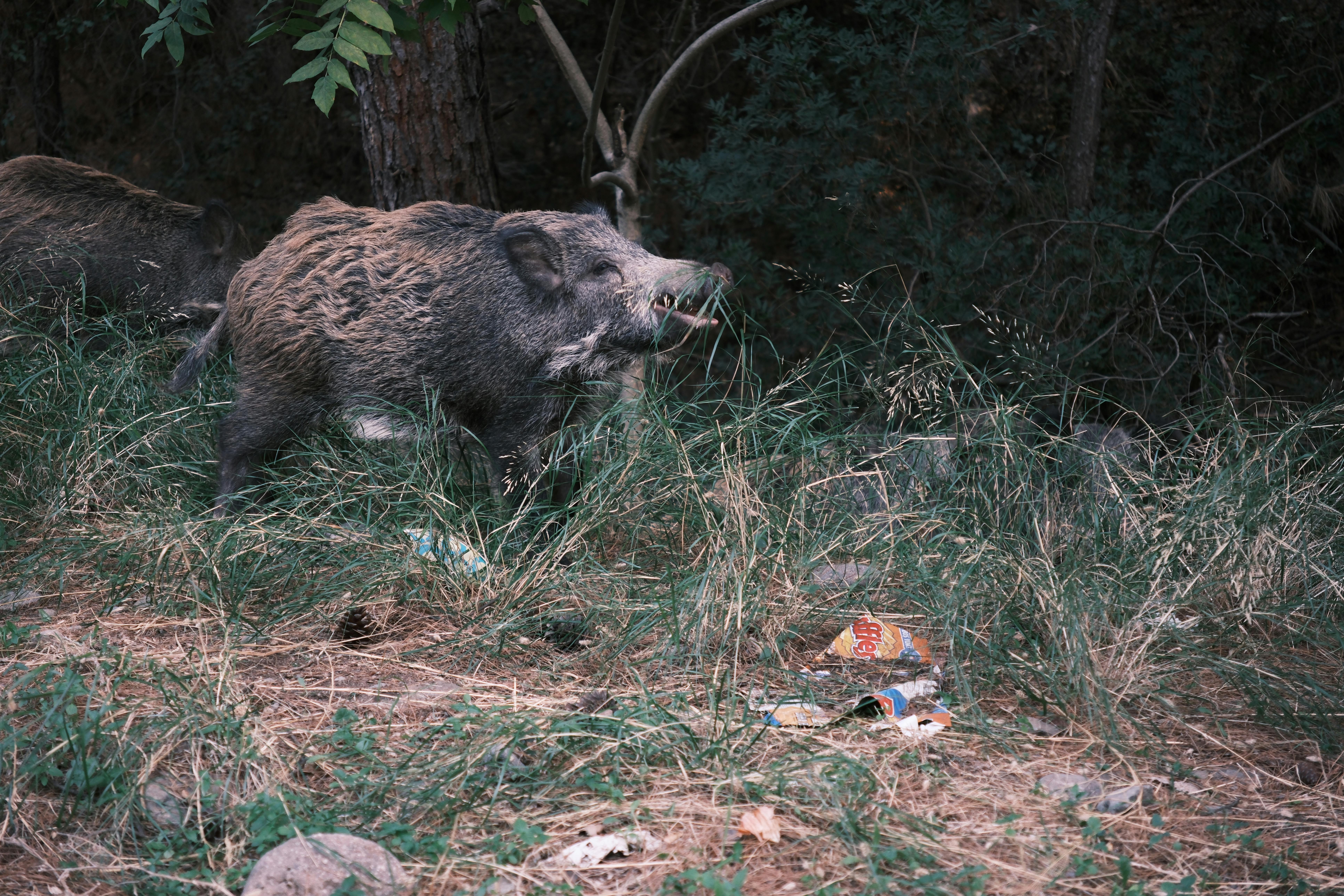 Wild Boar in Forested Area with Litter