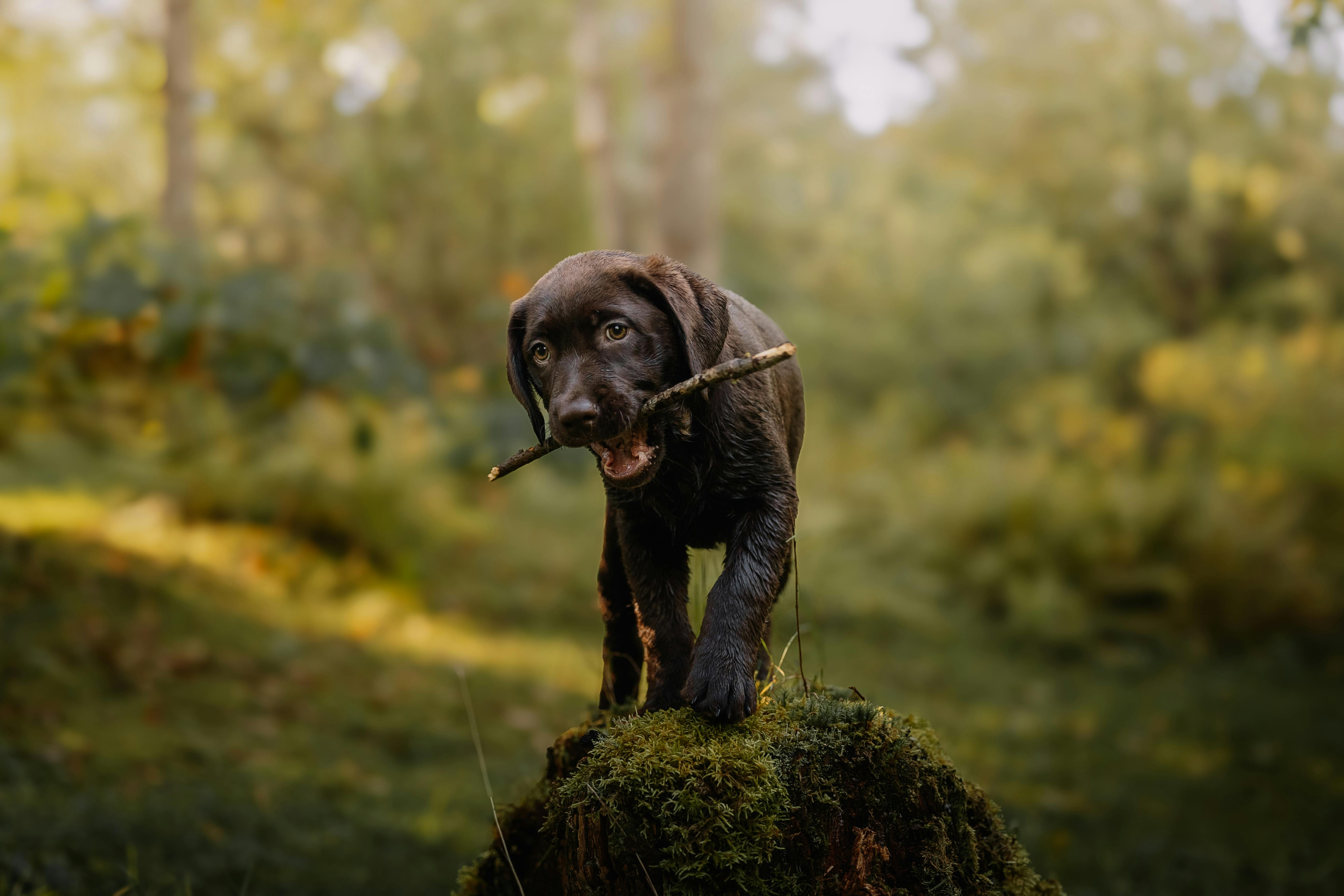 Adorable Labrador Puppy in Lush Forest