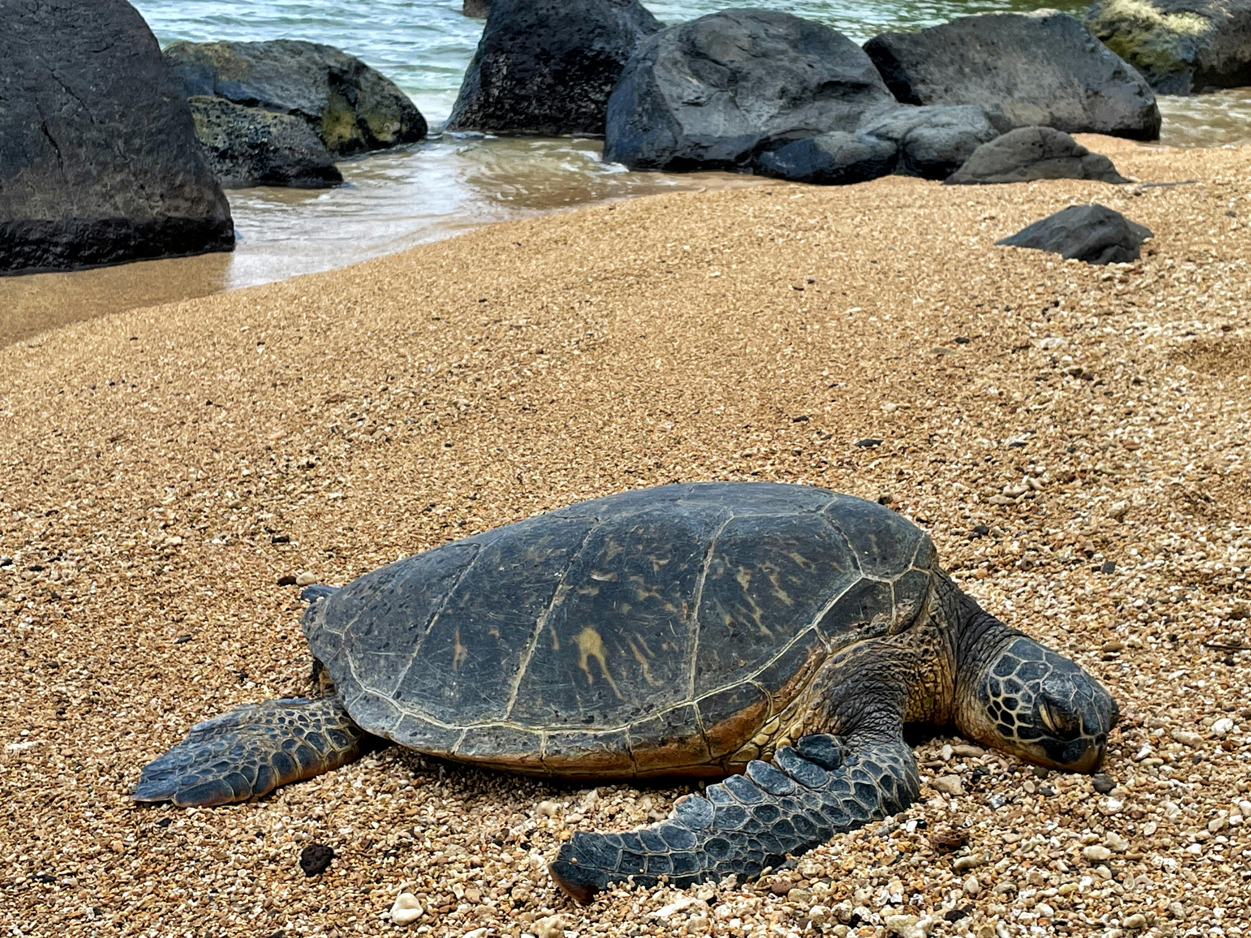 Sea Turtle Resting on Tranquil Beach Shore