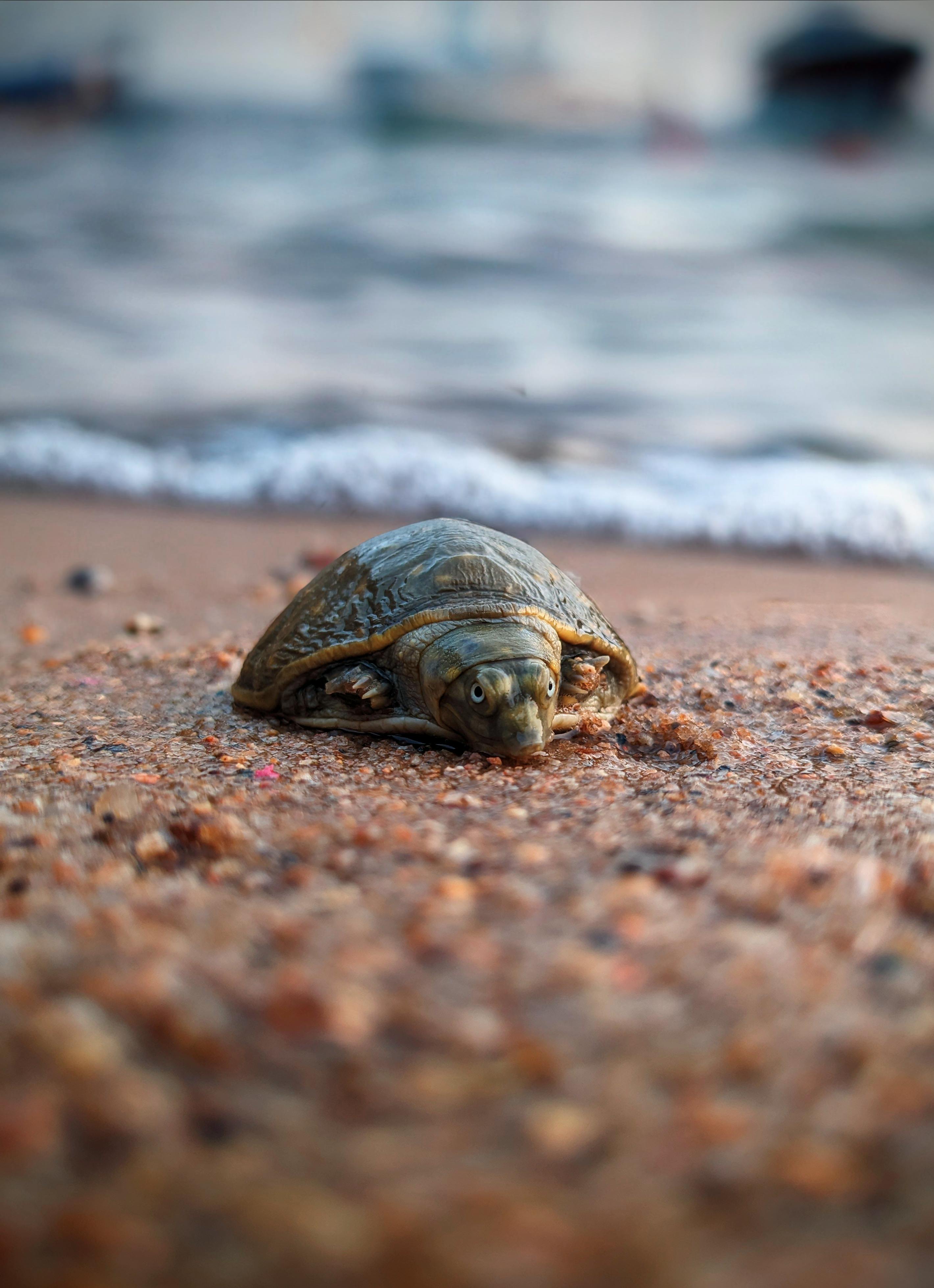 Tortoise| Cute Animal