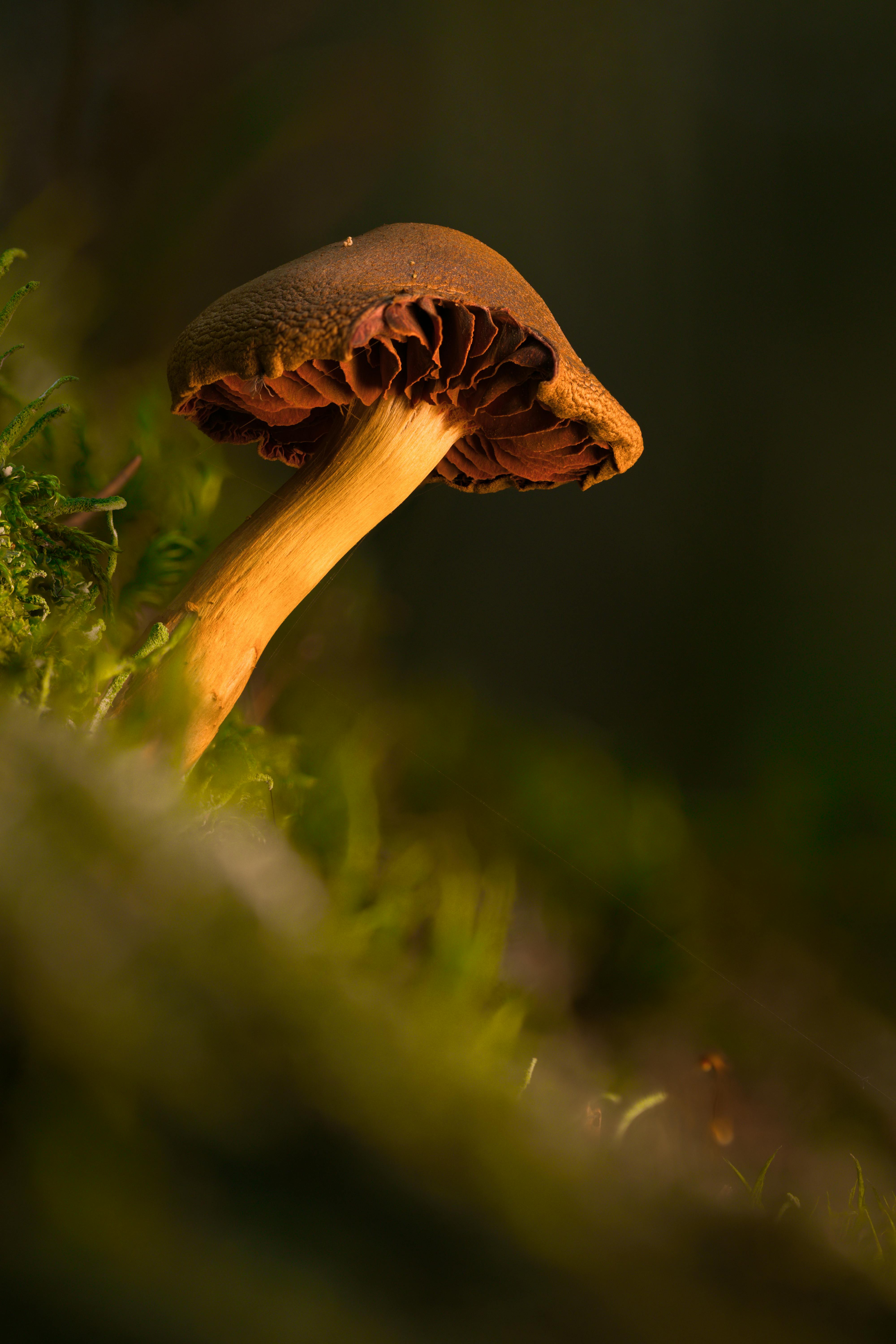 Close-up of a Wild Mushroom in Natural Habitat