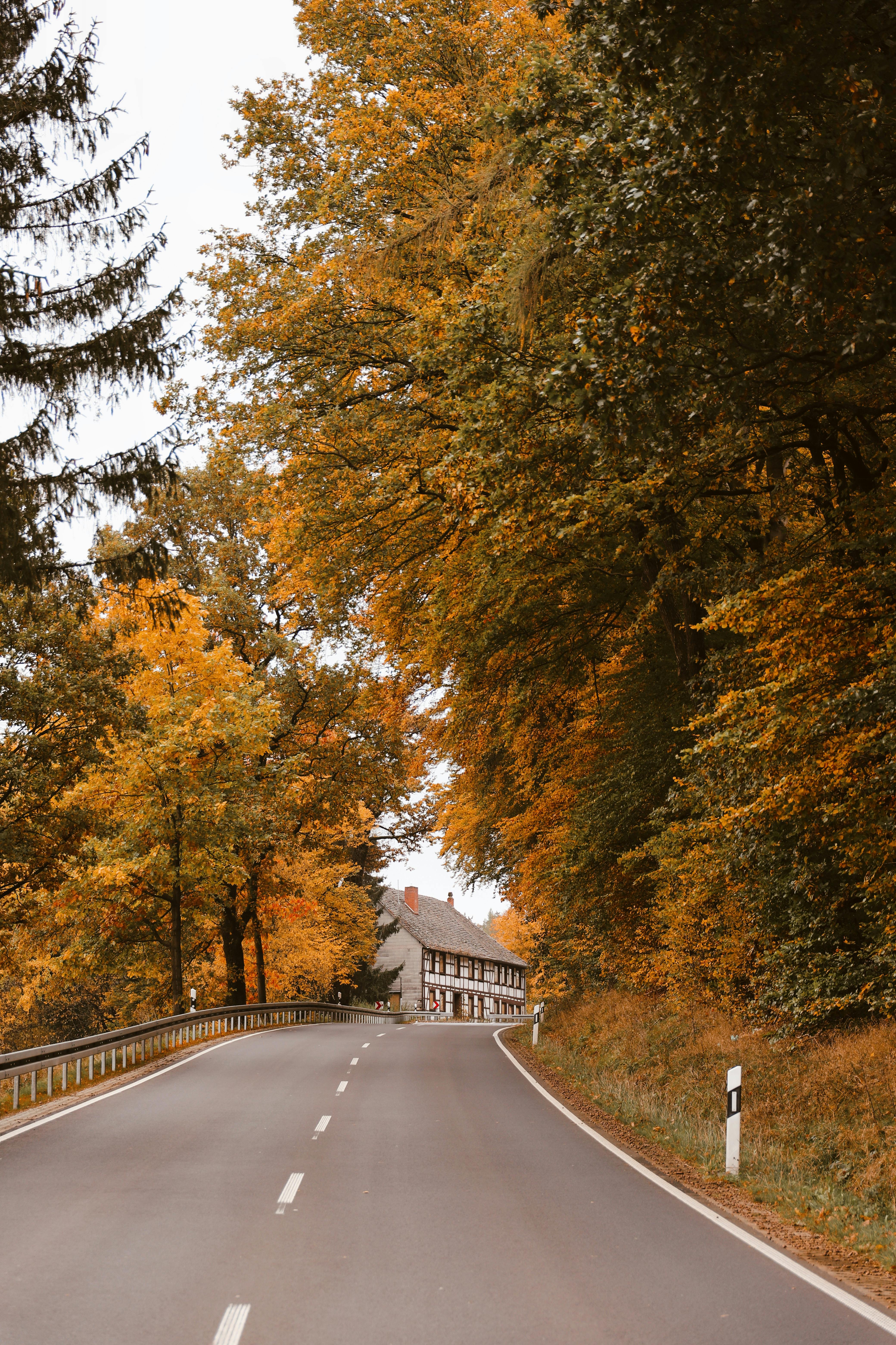 Charming Autumn Road through Forest and Timbered House