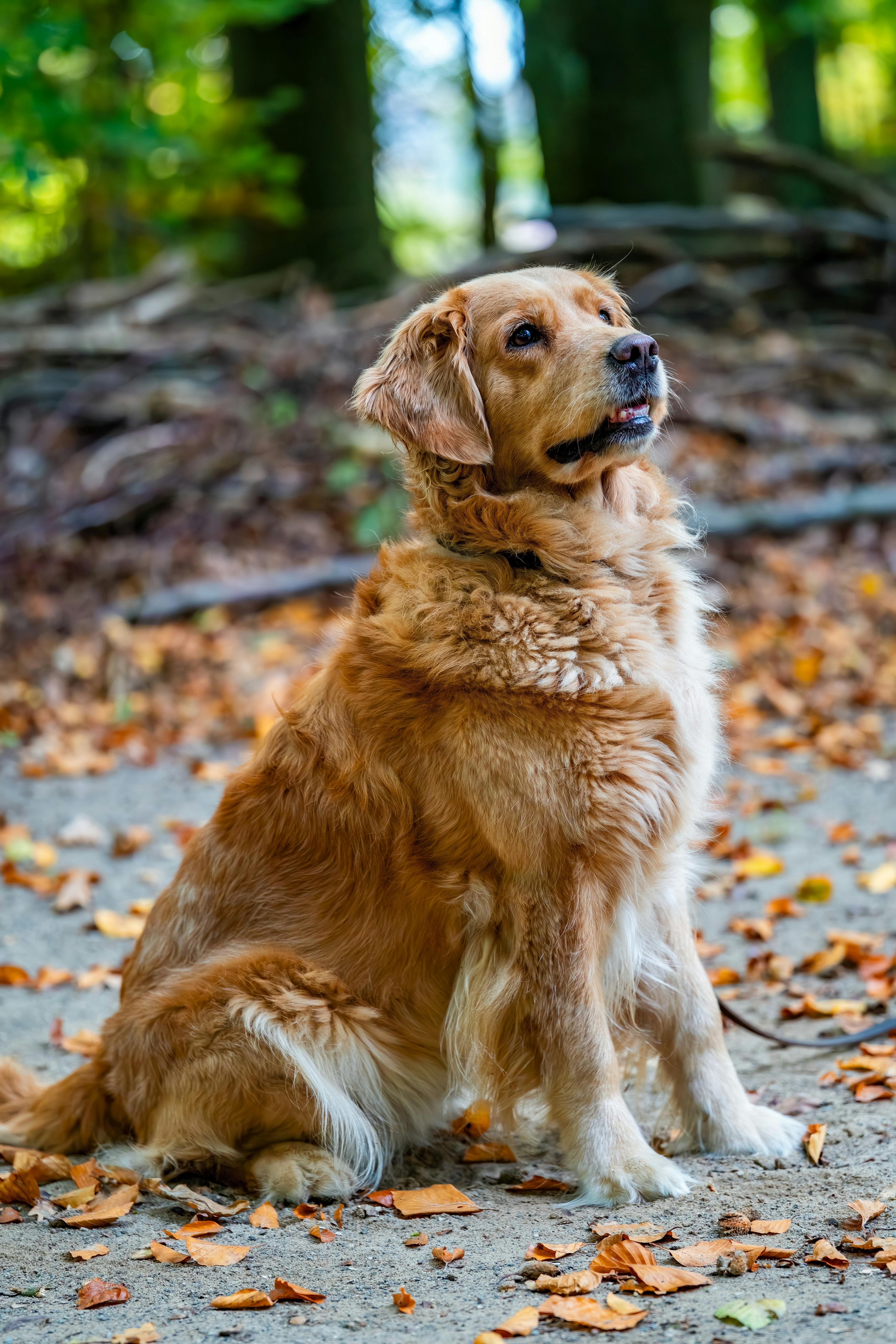 Friendly Golden Retriever Sitting Outdoors in Autumn