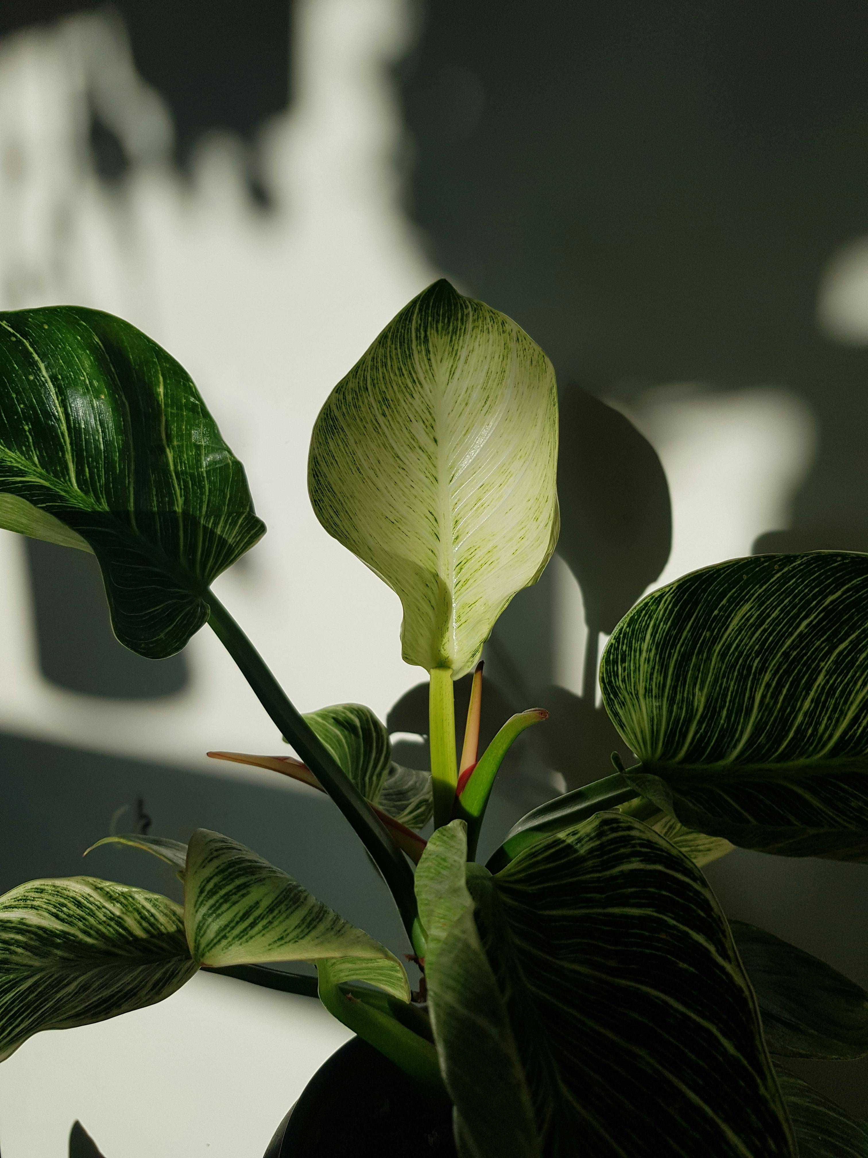 Philodendron Birkin in partial shade