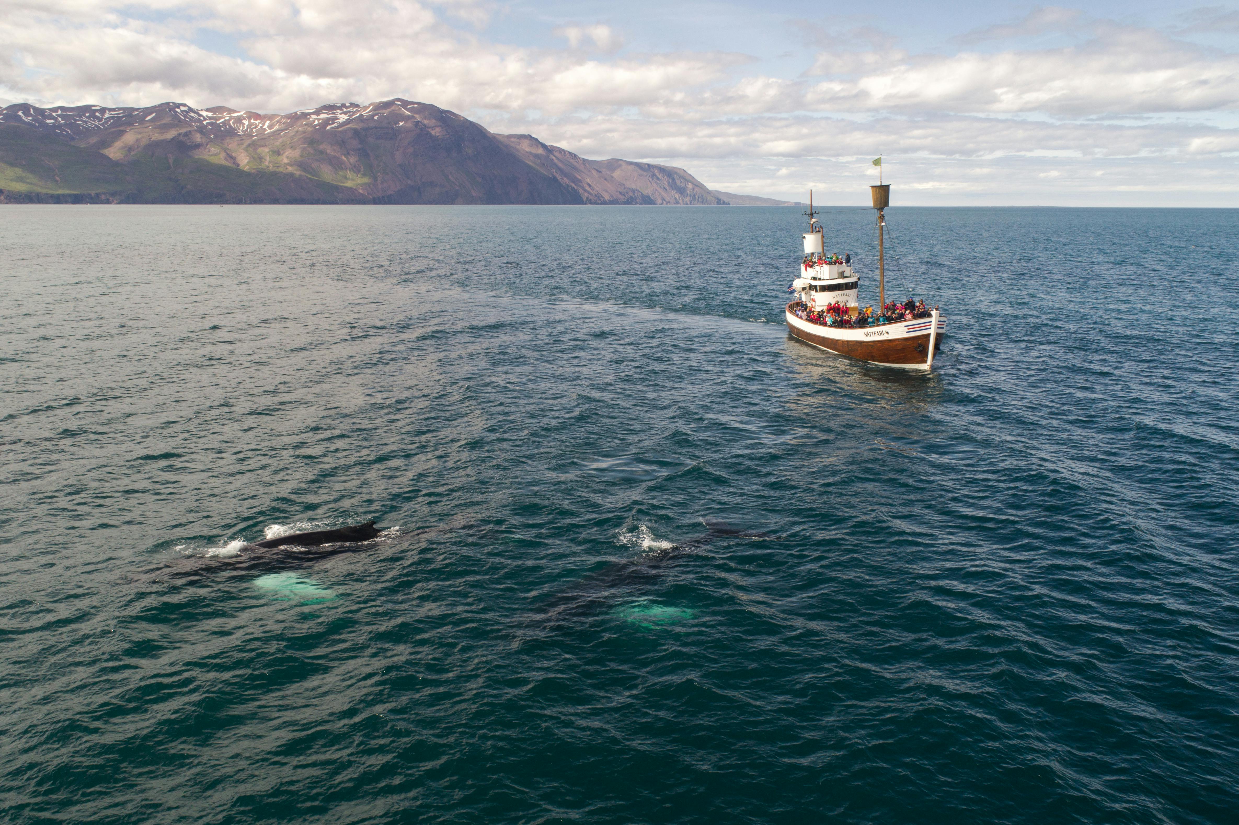 Tourist boat and whale in sea not far from shore