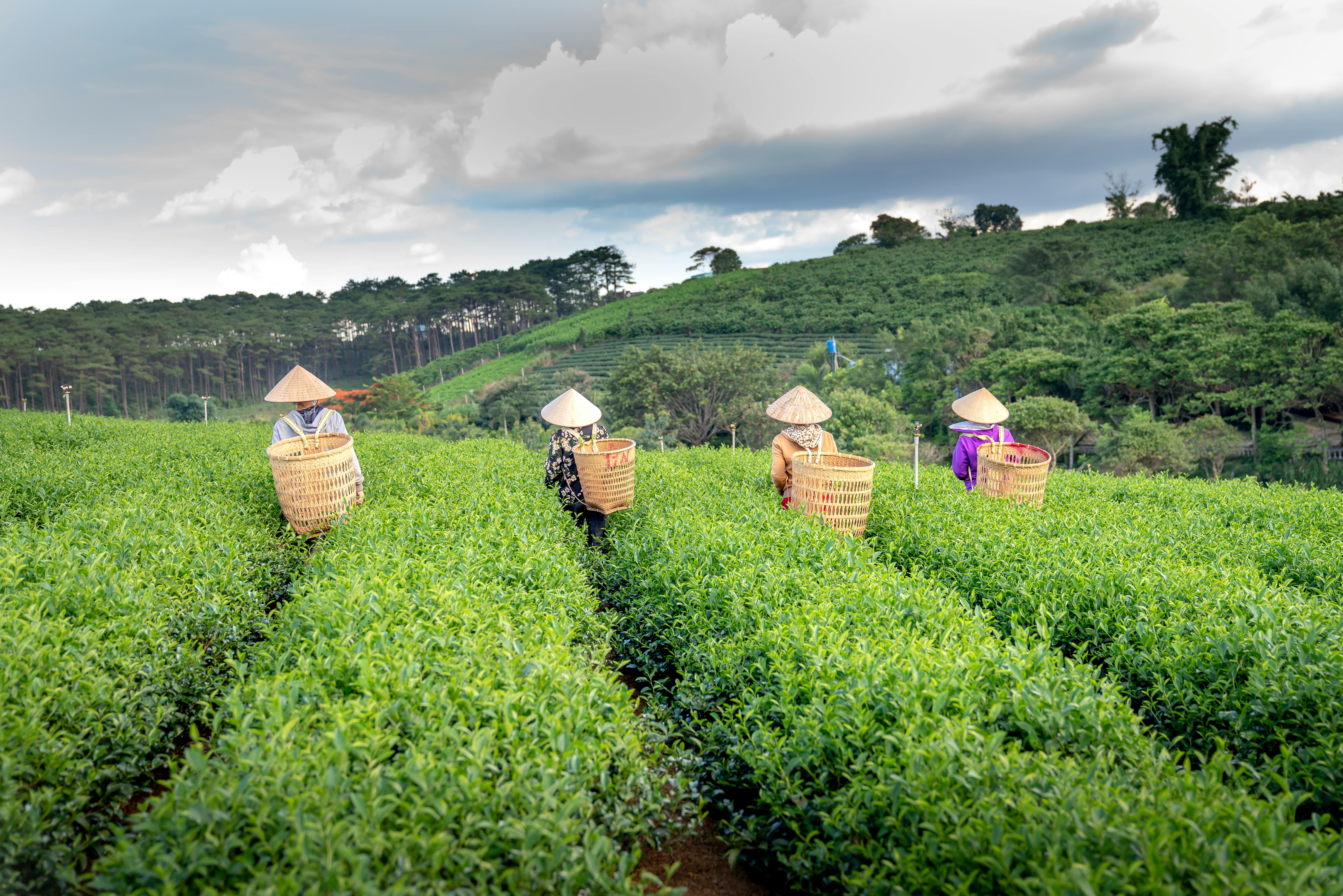 Back view of faceless farmers in Vietnamese hats carrying straw bags while working on a tea plantation during harvesting season