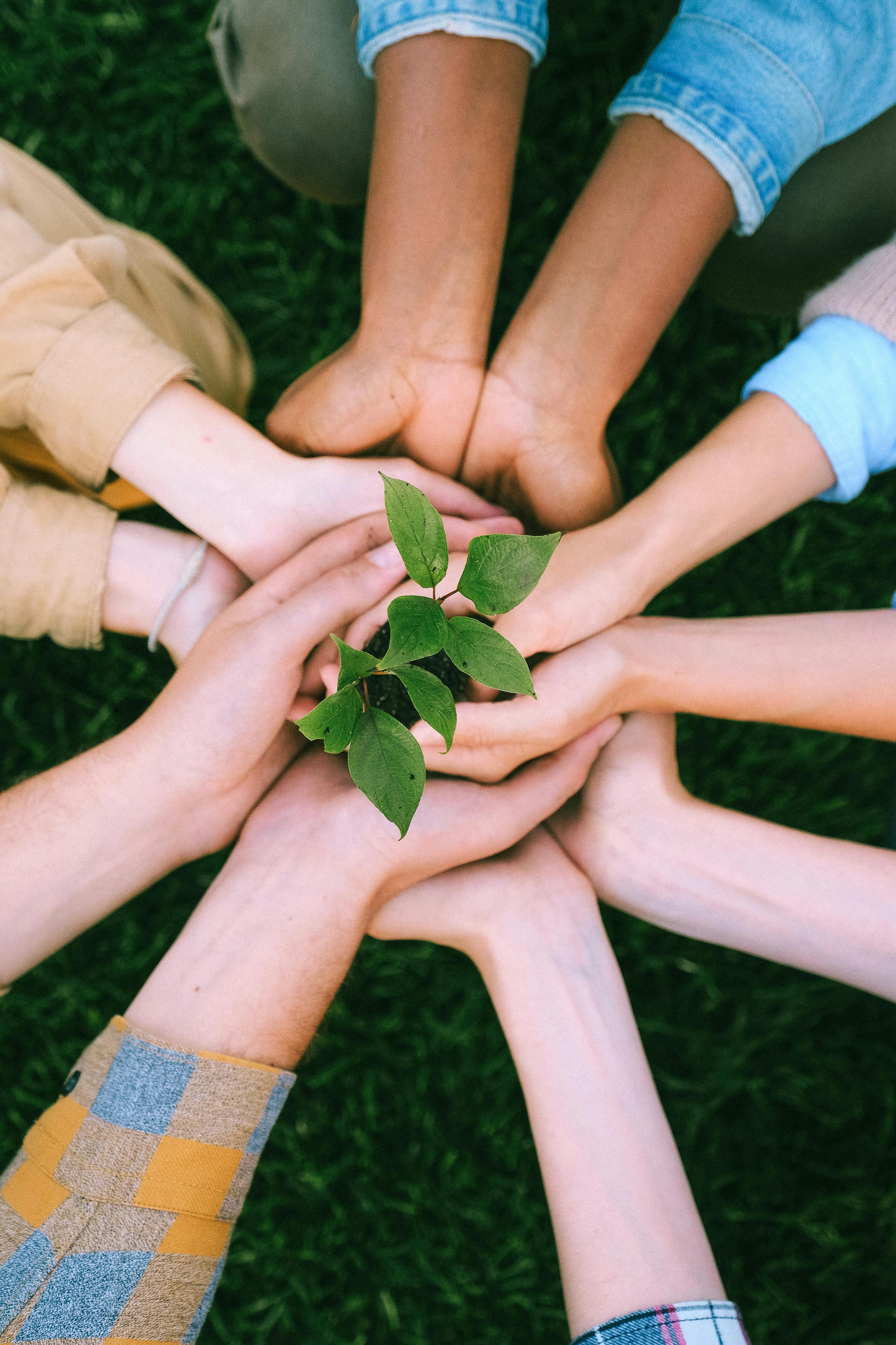 Green Plant on People's Hands