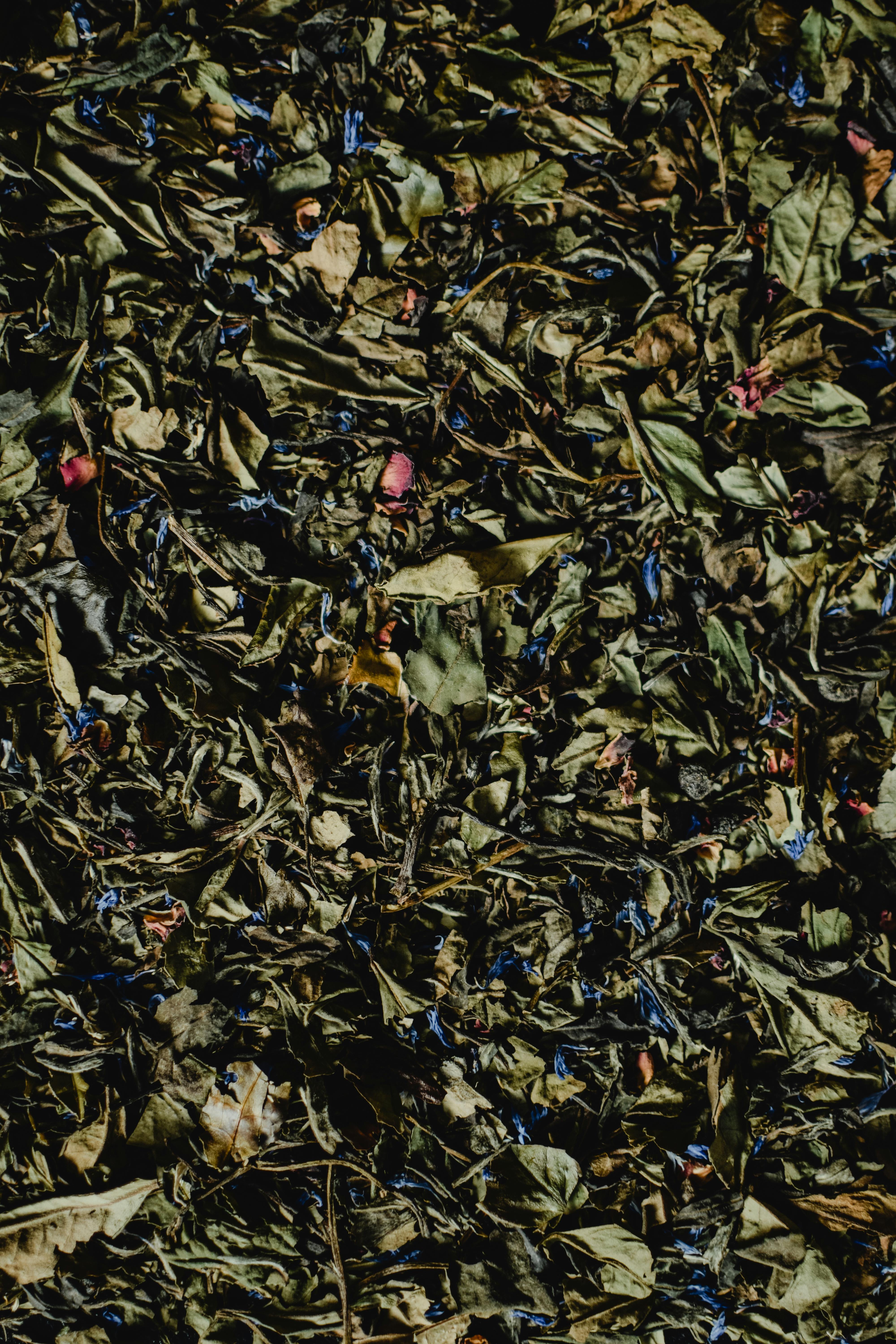 Dried Tea Leaves