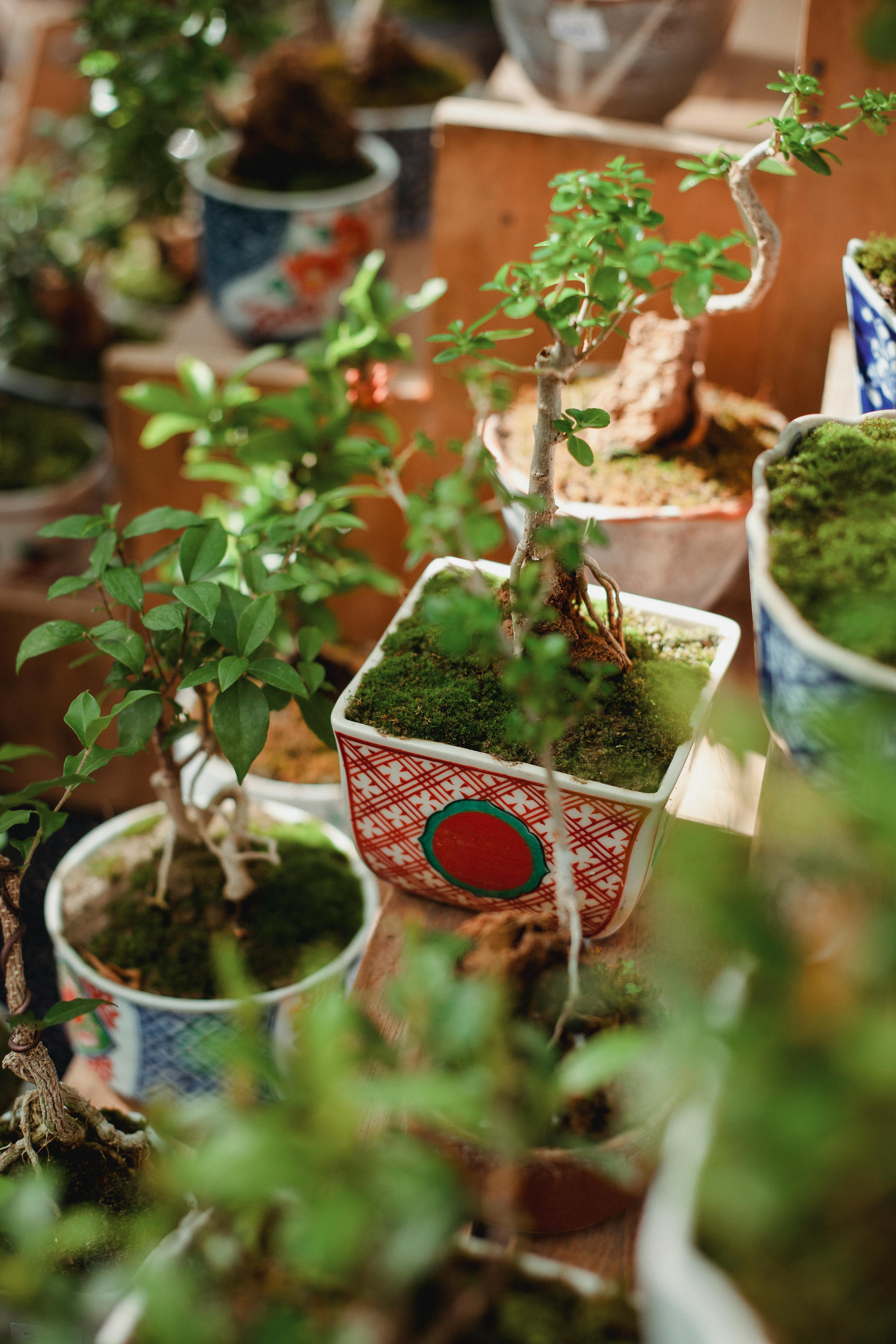 Green young plants placed on table