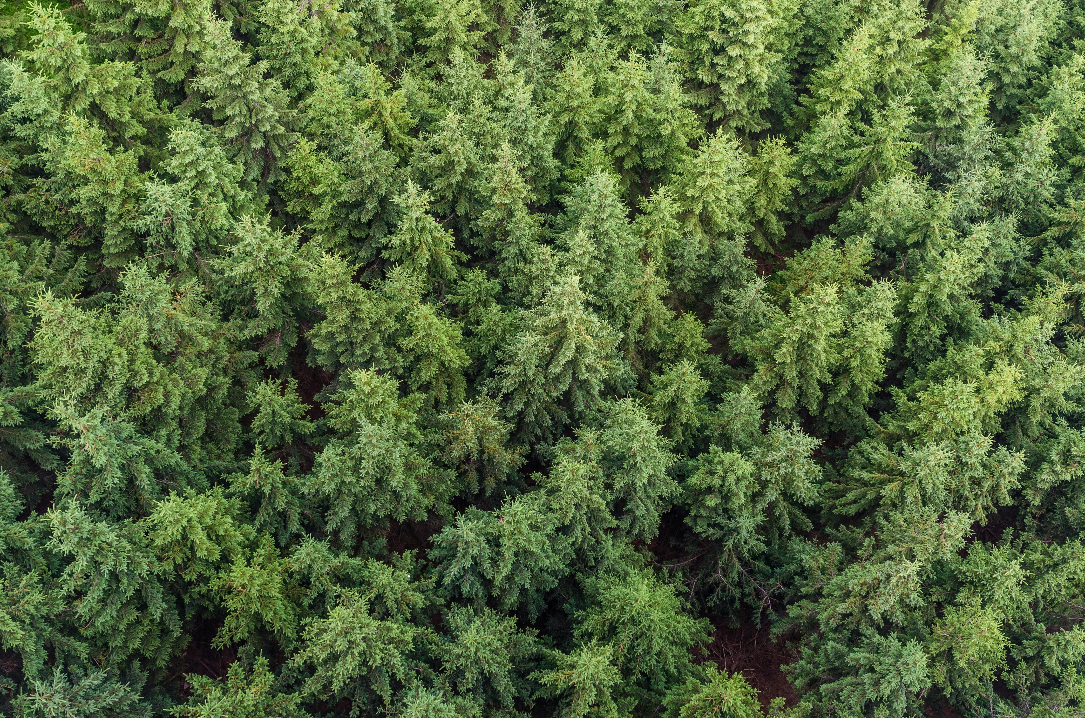 Aerial Photography of Green Pines