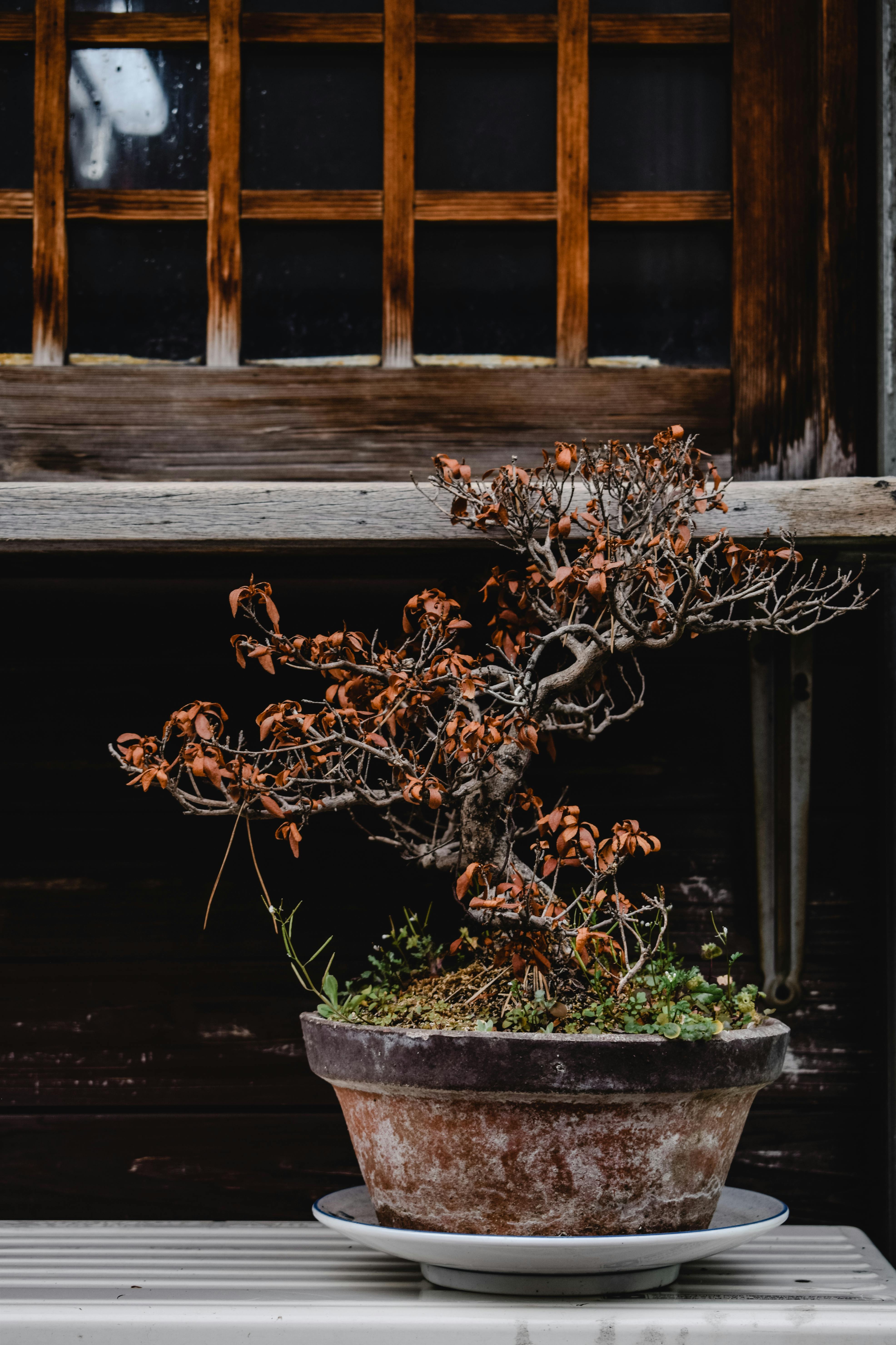 Close-Up Shot of a Bonsai Tree on the Pot