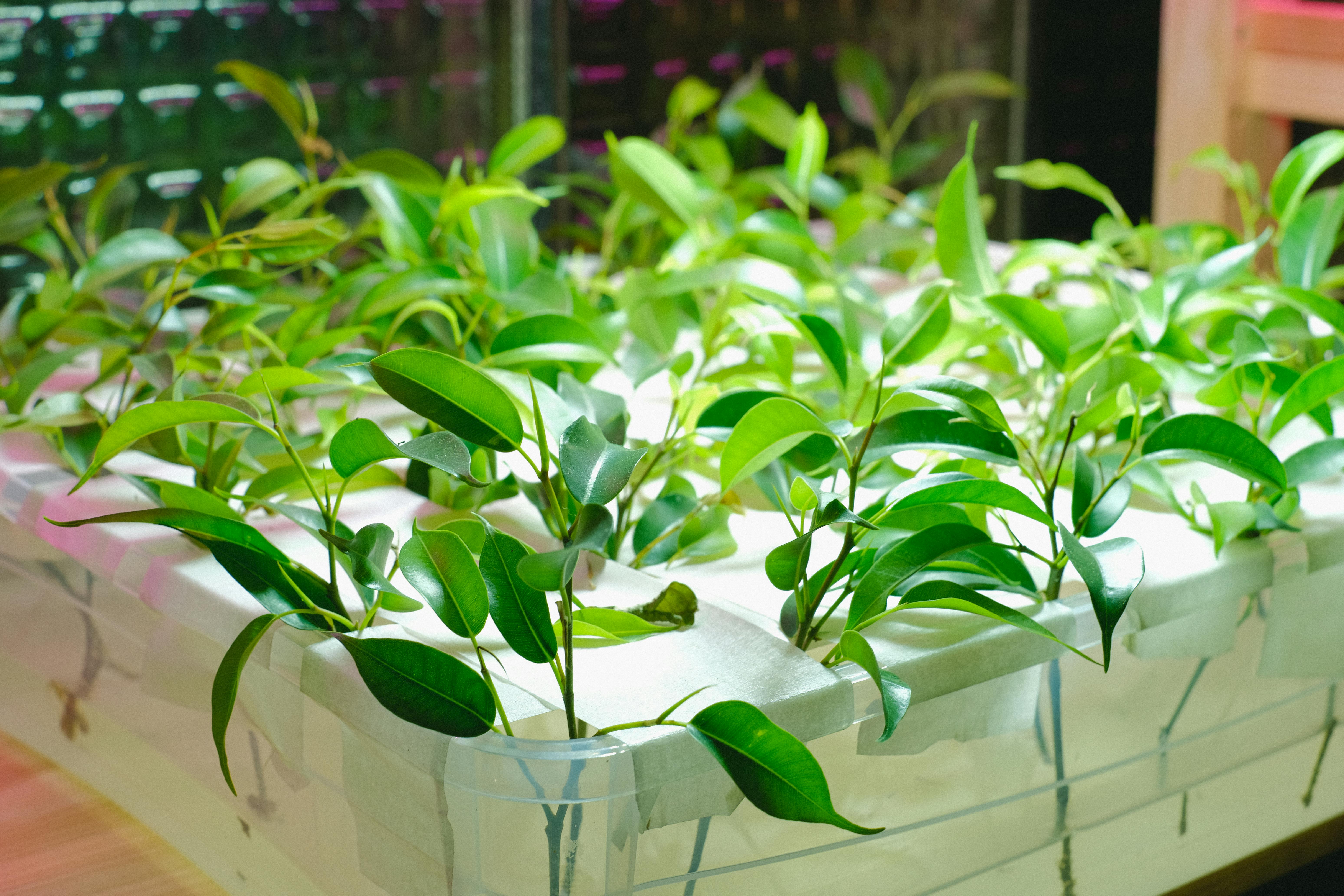 Plants on Clear Container with Water 