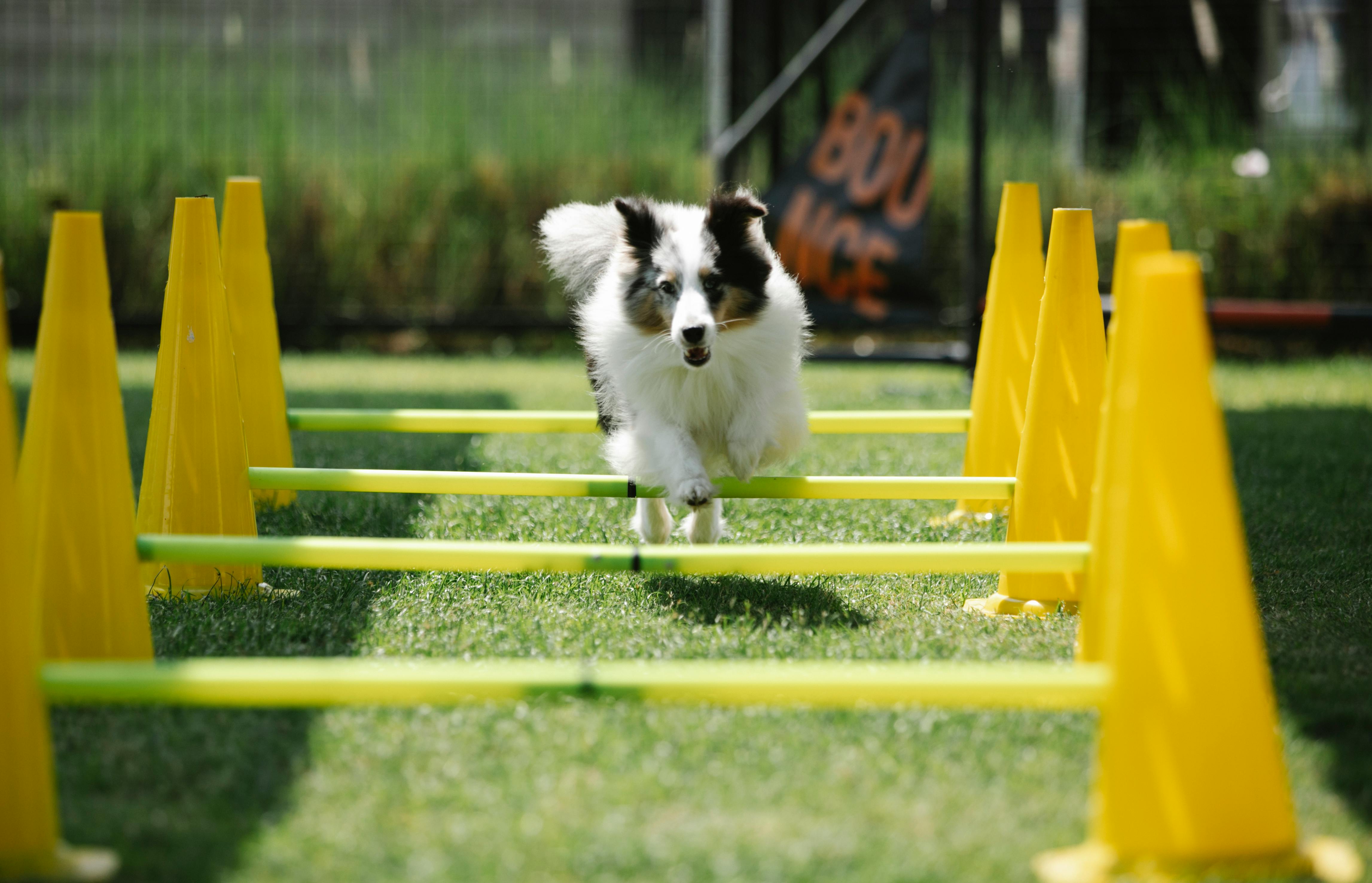 Active purebred dog jumping above bar