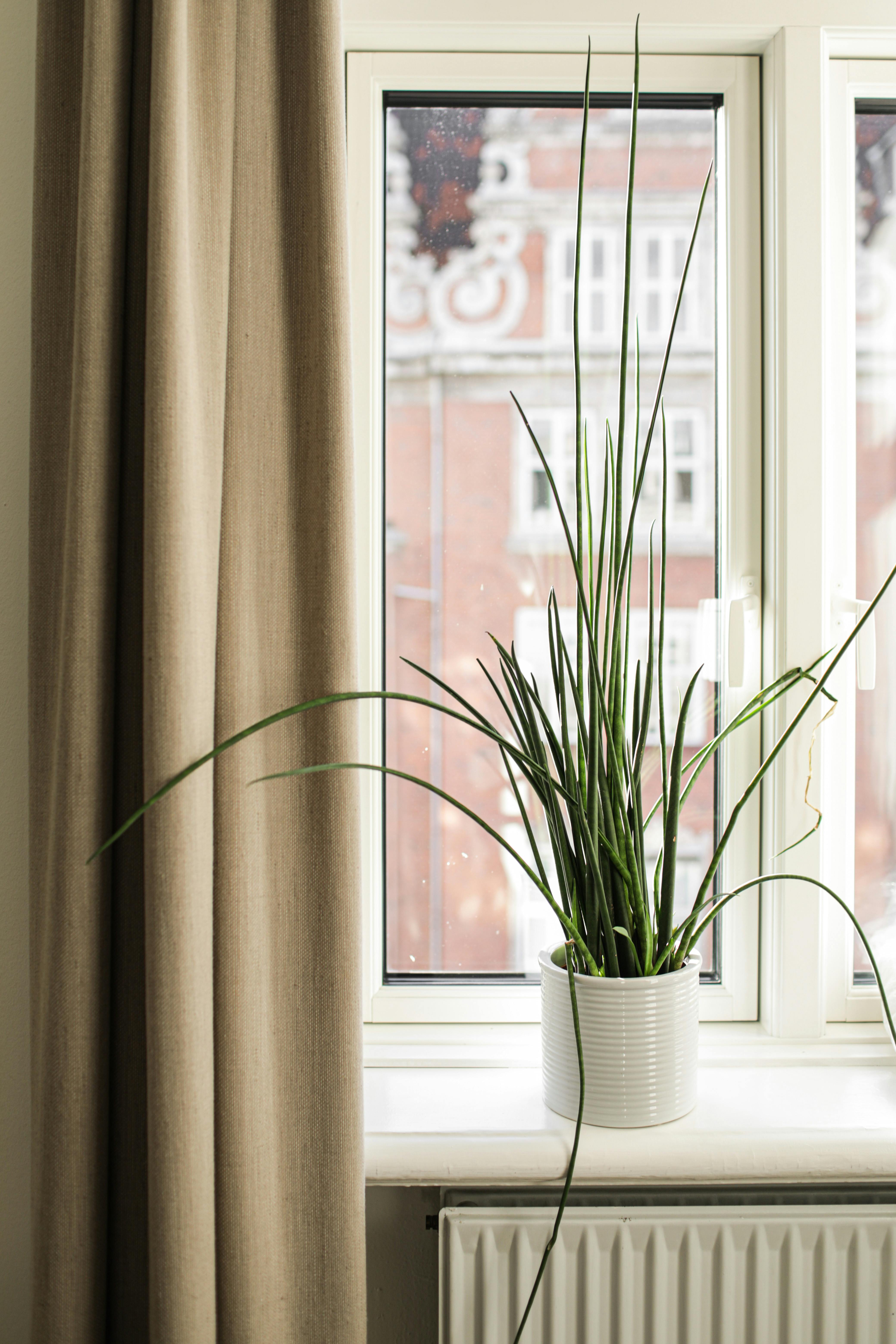 A Potted  Green Plant on a Window Sill