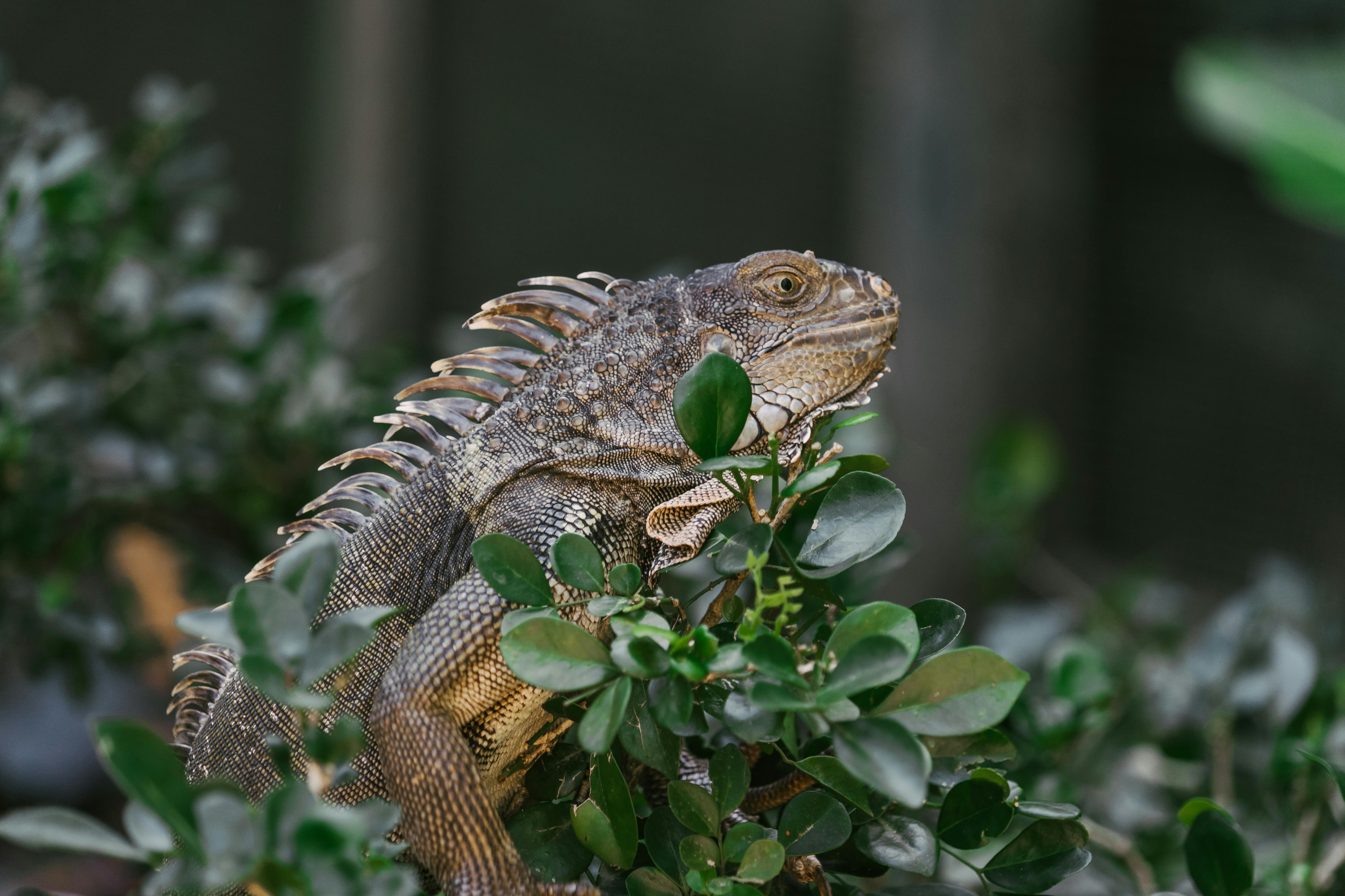 Green Iguana on Green Plant