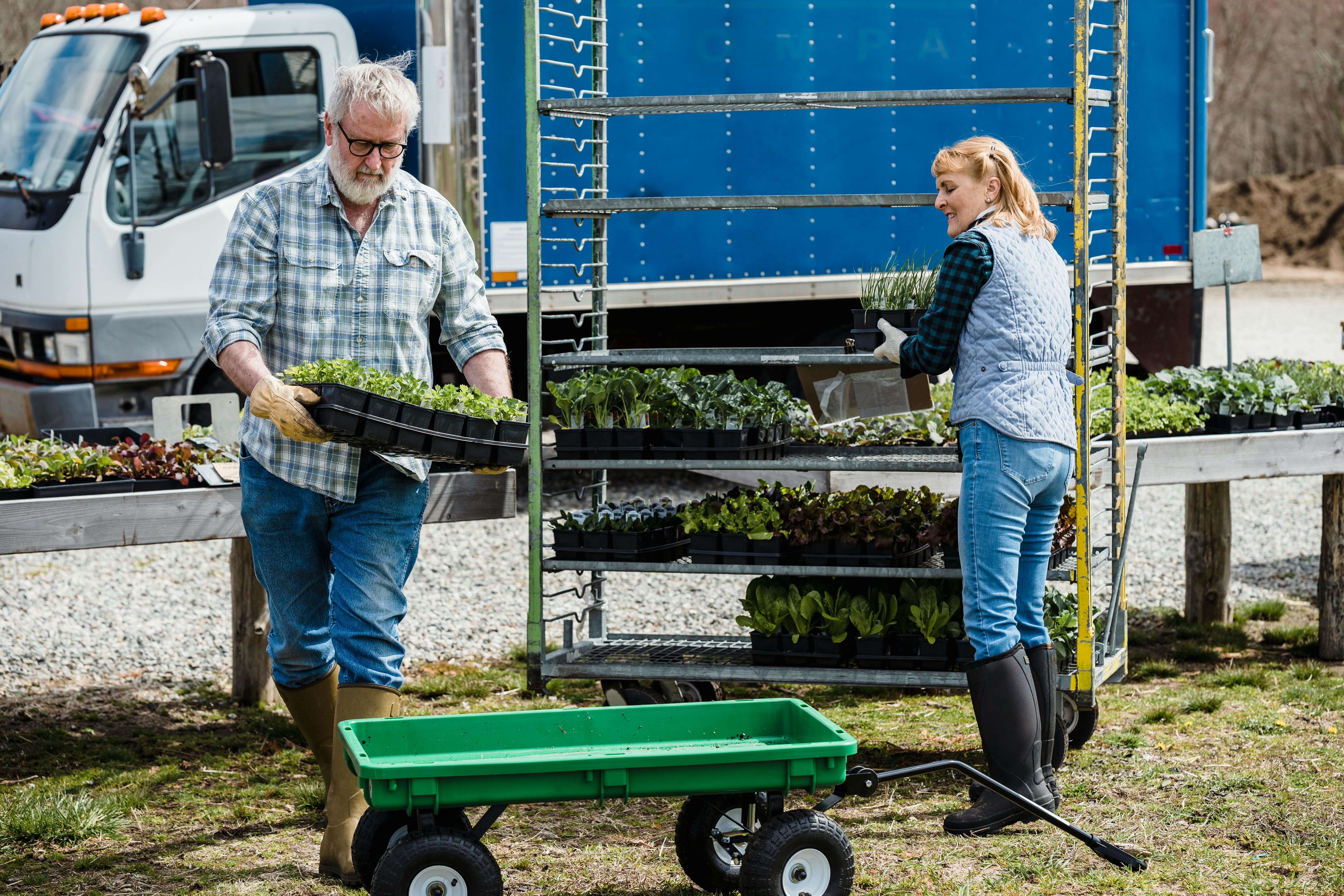 Middle aged couple of farmers in casual clothes and gloves carrying boxes with various fresh vegetables and lettuce in farm on sunny day.