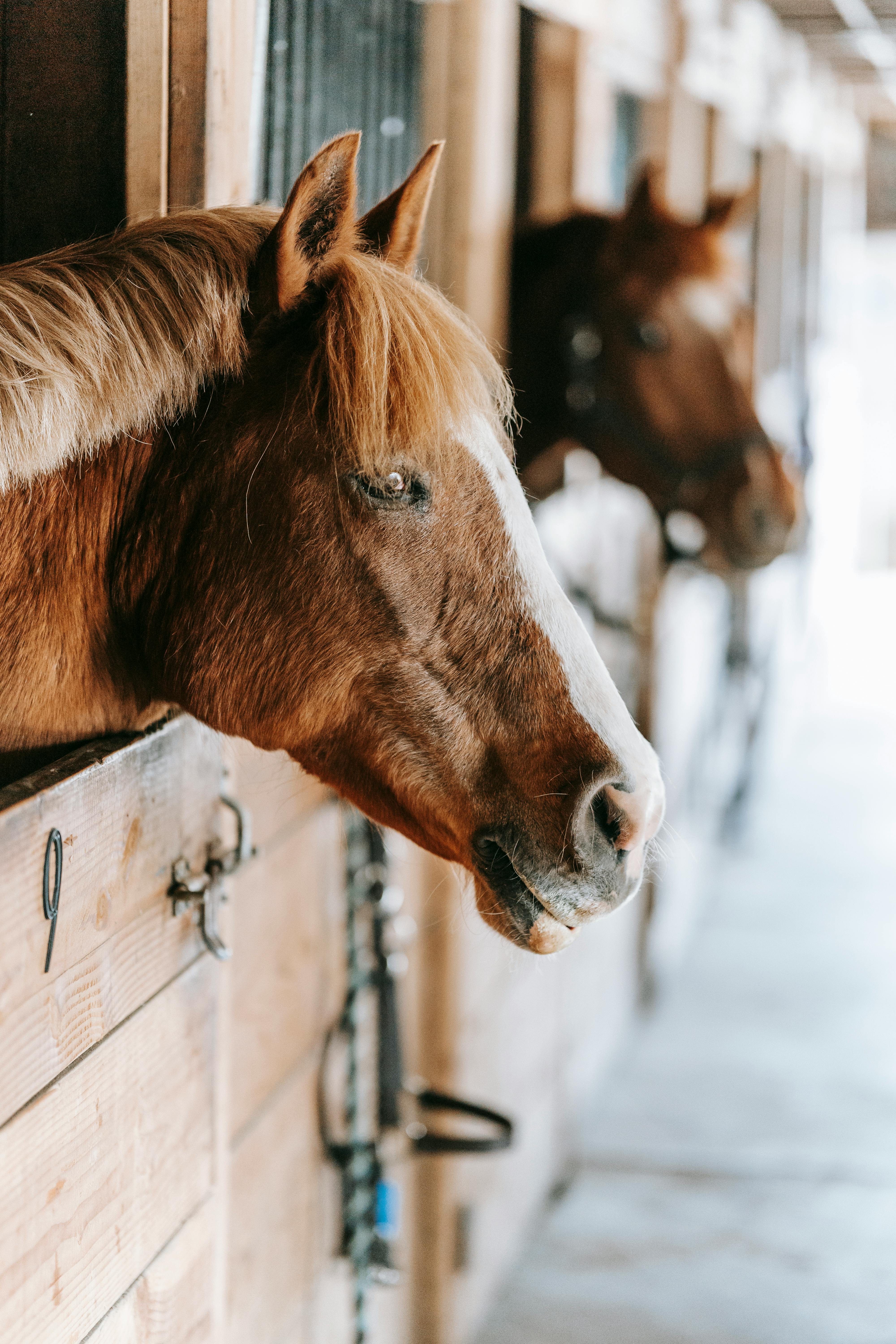 Horses on Stable 