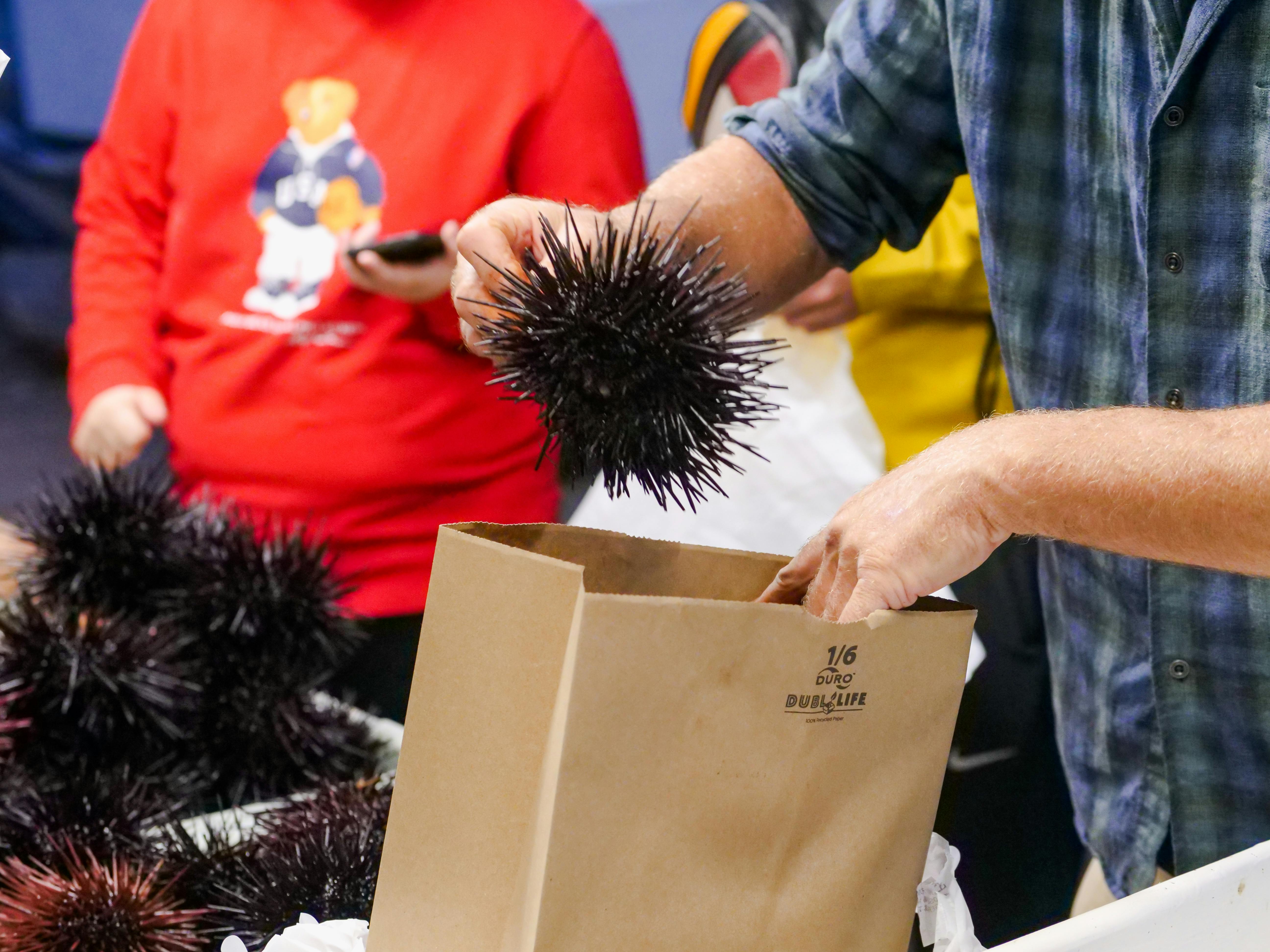 A Person Putting a Sea Urchin in a Paper Bag