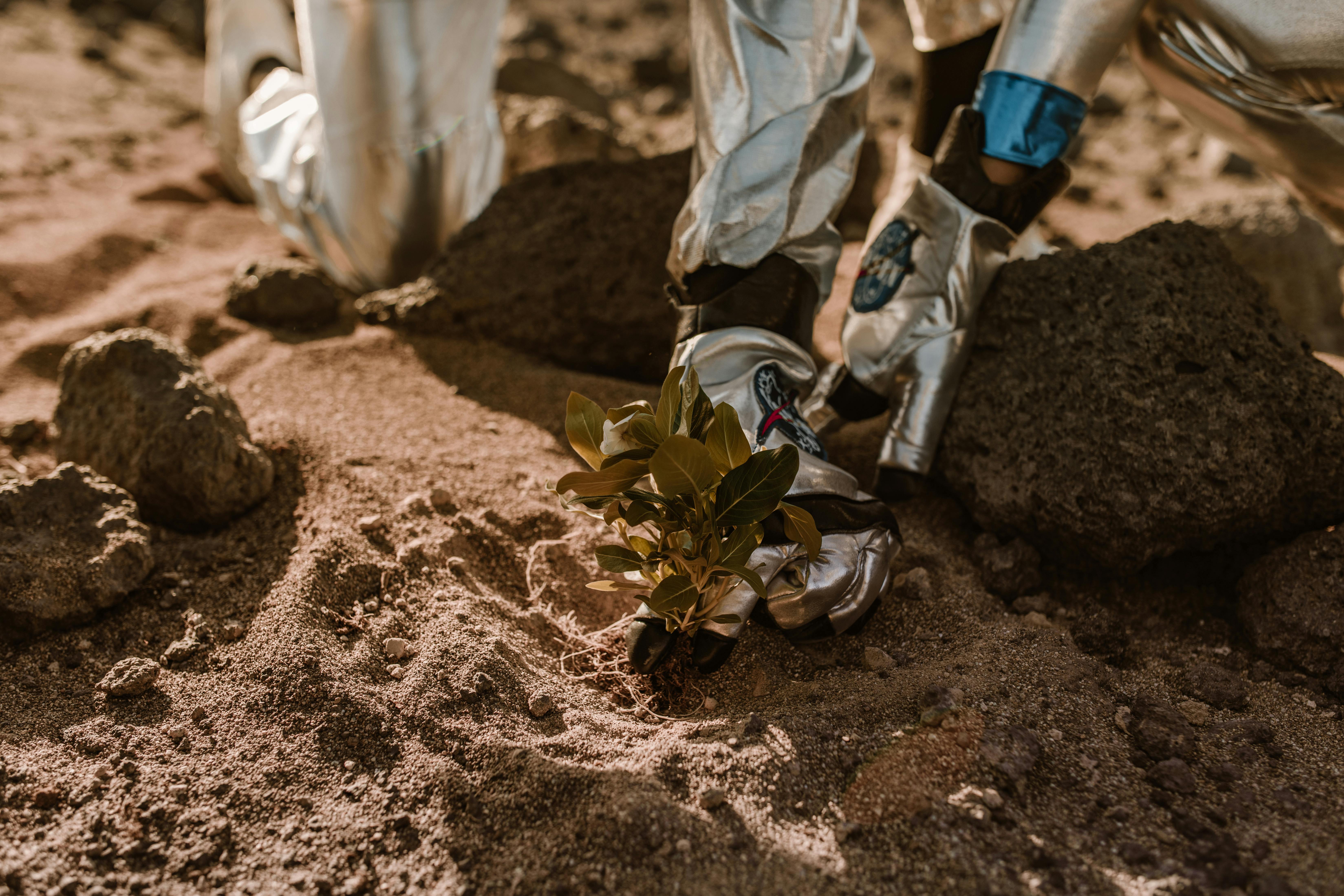 Green Plant on Brown Soil