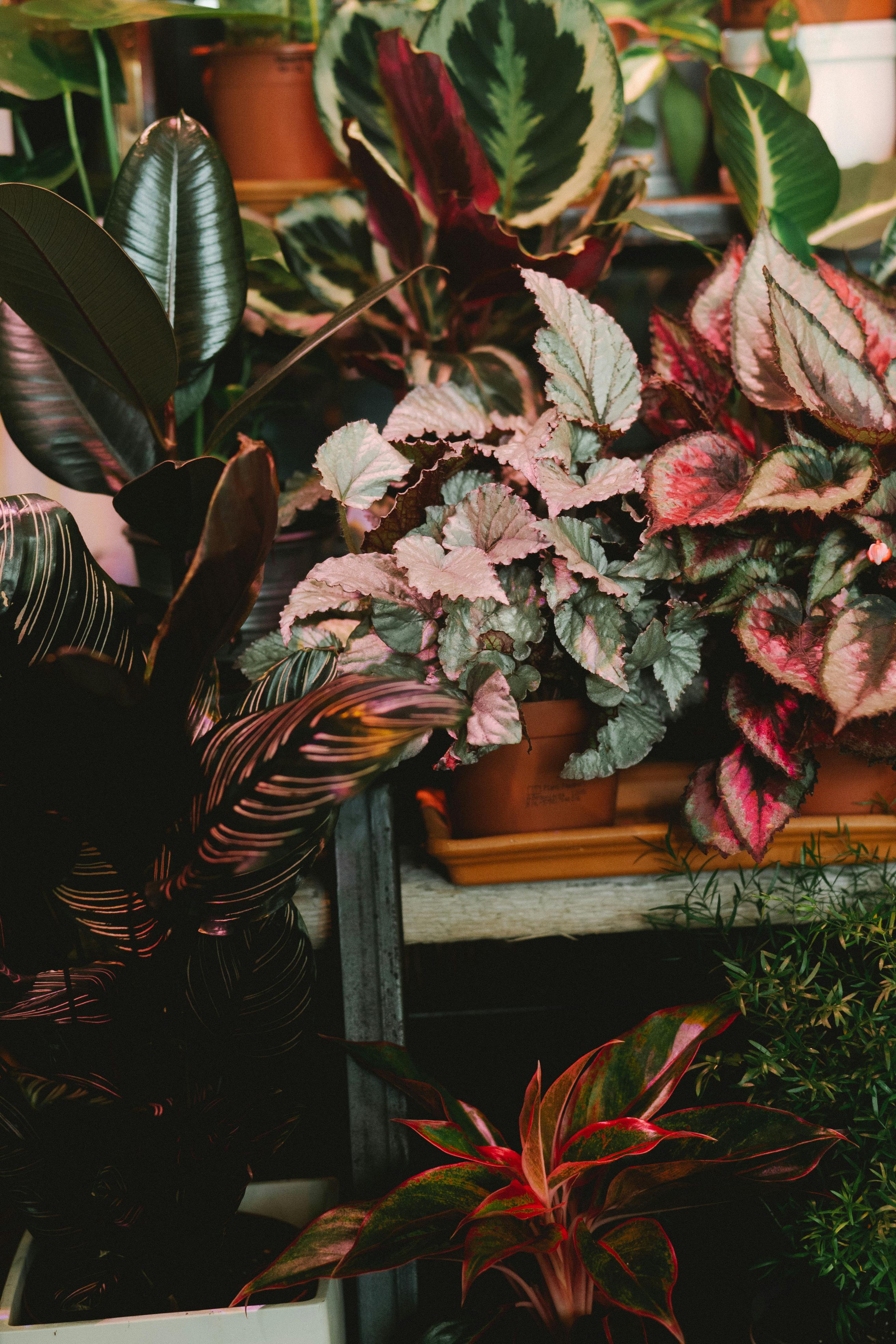 Potted Plants in Close-up Photography