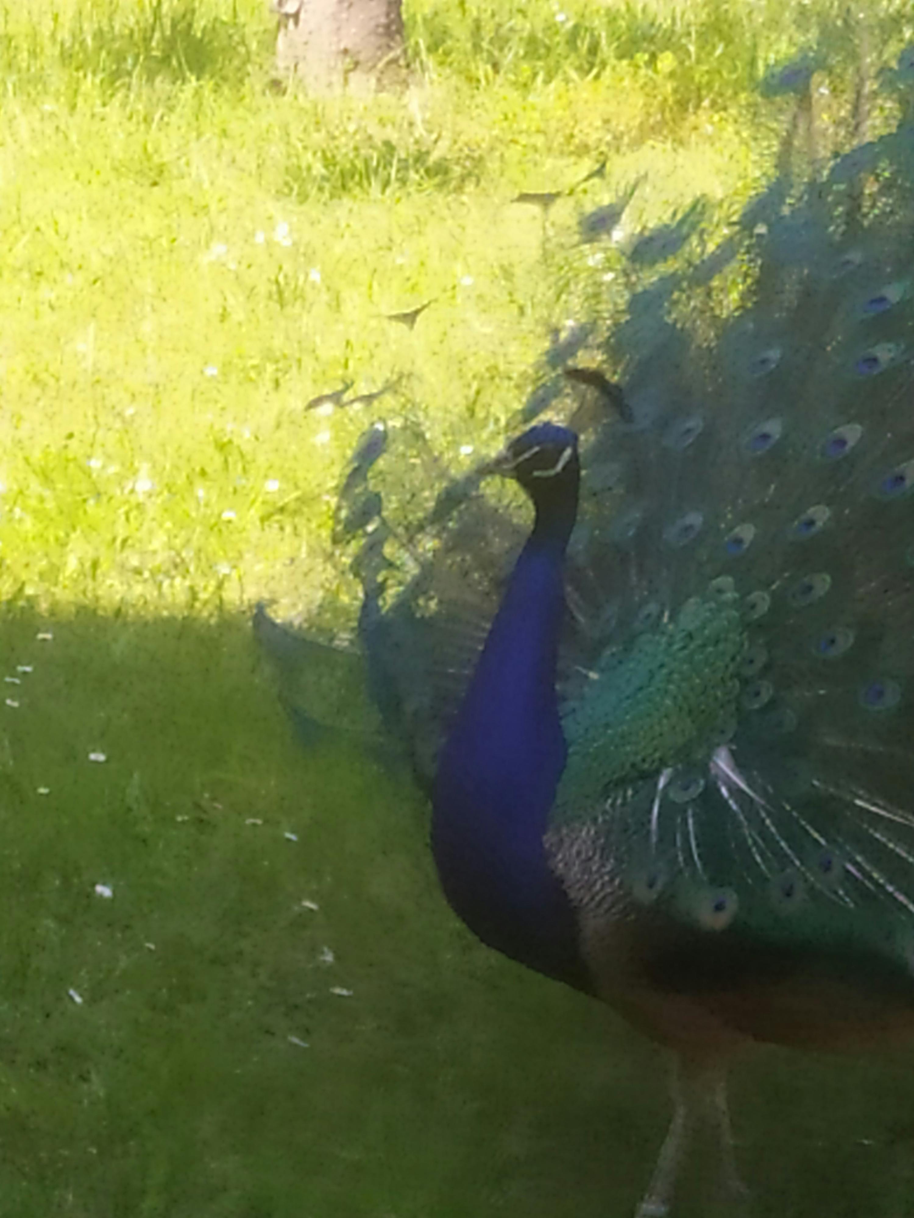 Chiropractic Hands on a Back