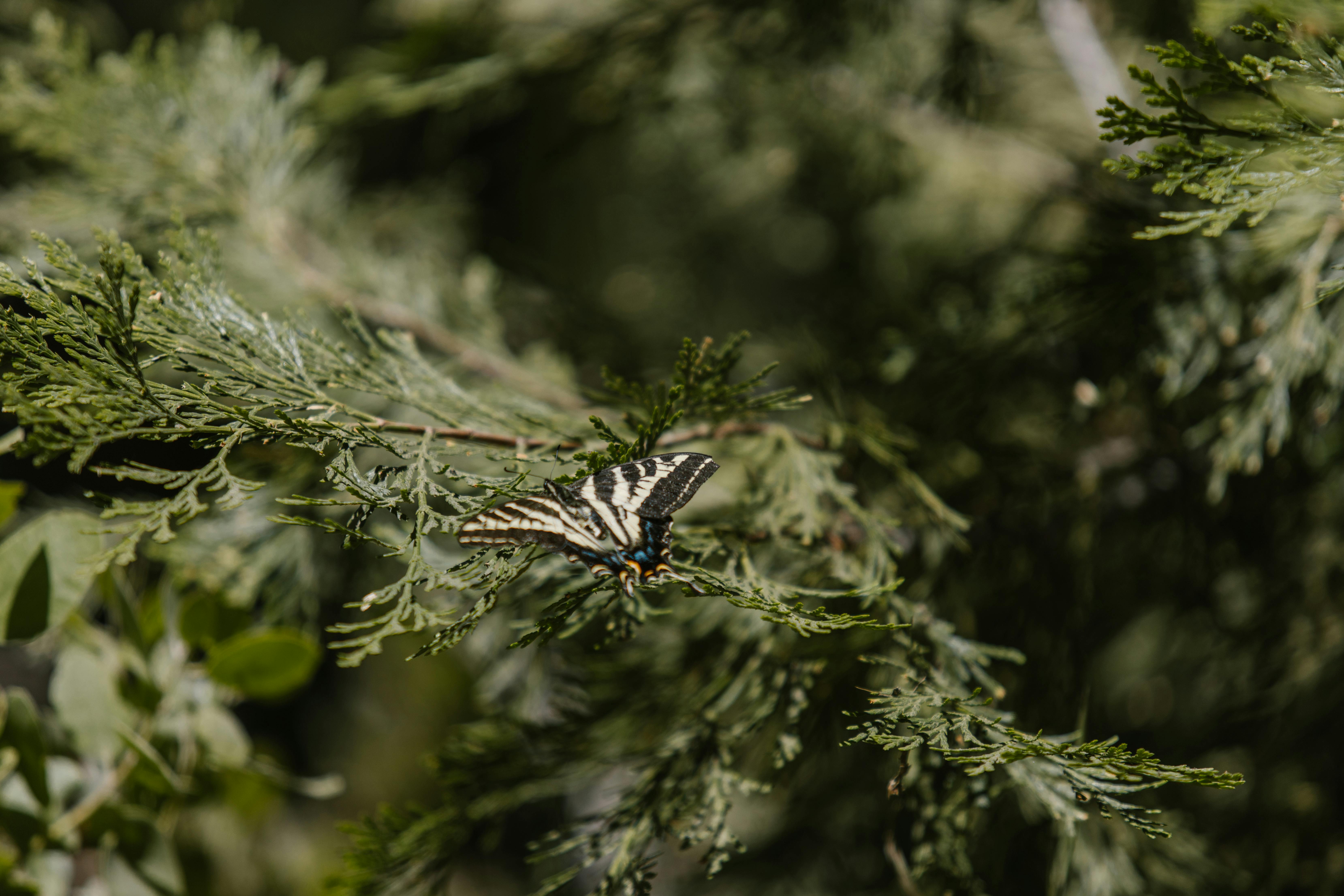 Black and Yellow Butterfly on Green Leaves