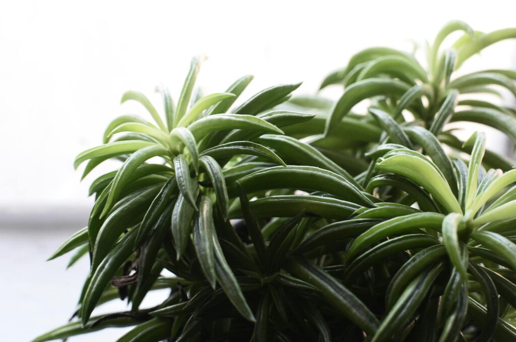 Succulent Plant Care Slogan Ideas