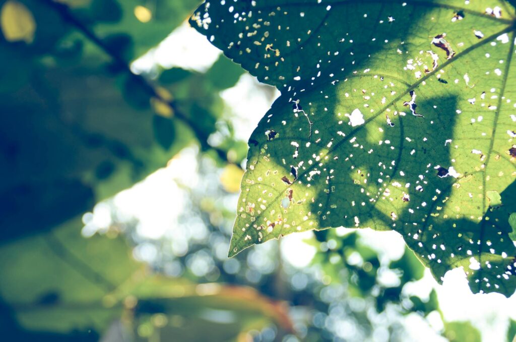 Sustainable Living Tips Slogan Ideas