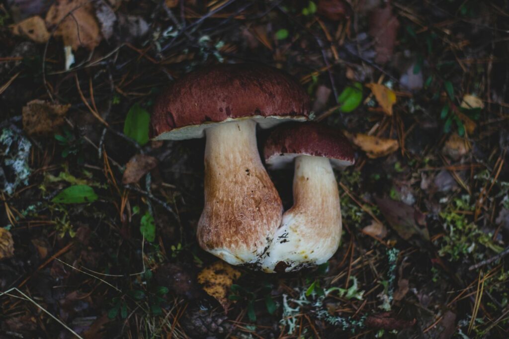Wild Plant Foraging Slogan Ideas