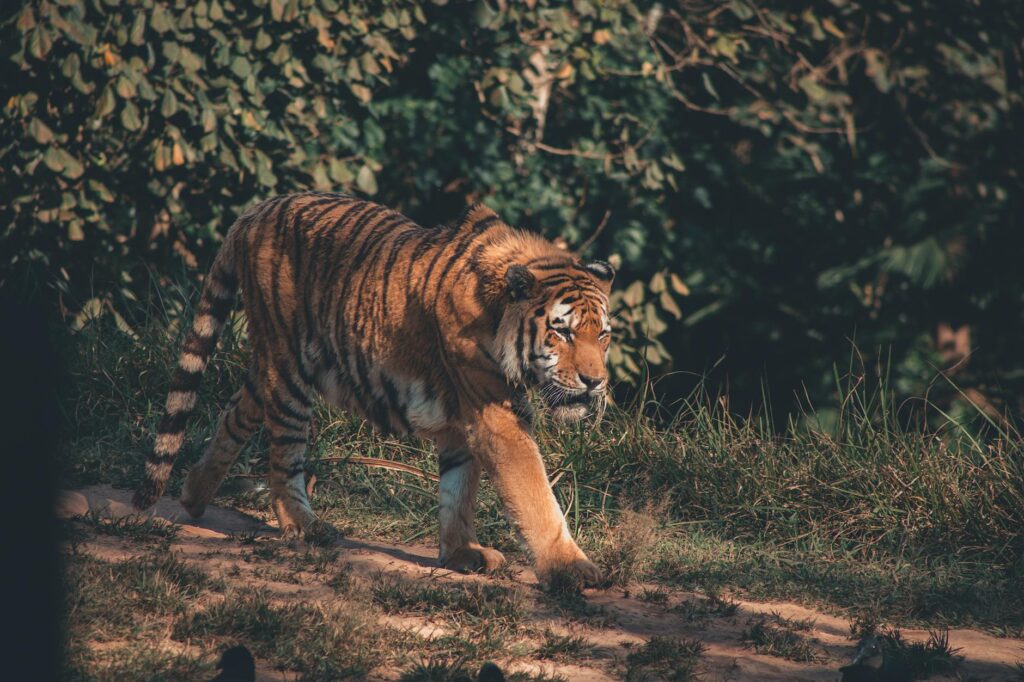 WildlifeConservation Slogan Ideas