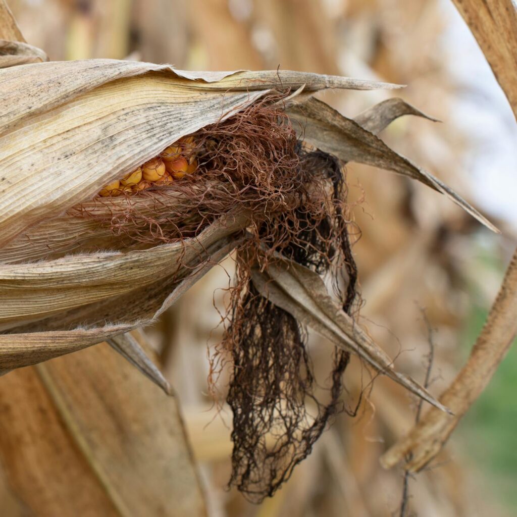 Organic Dried Produce App Name Ideas