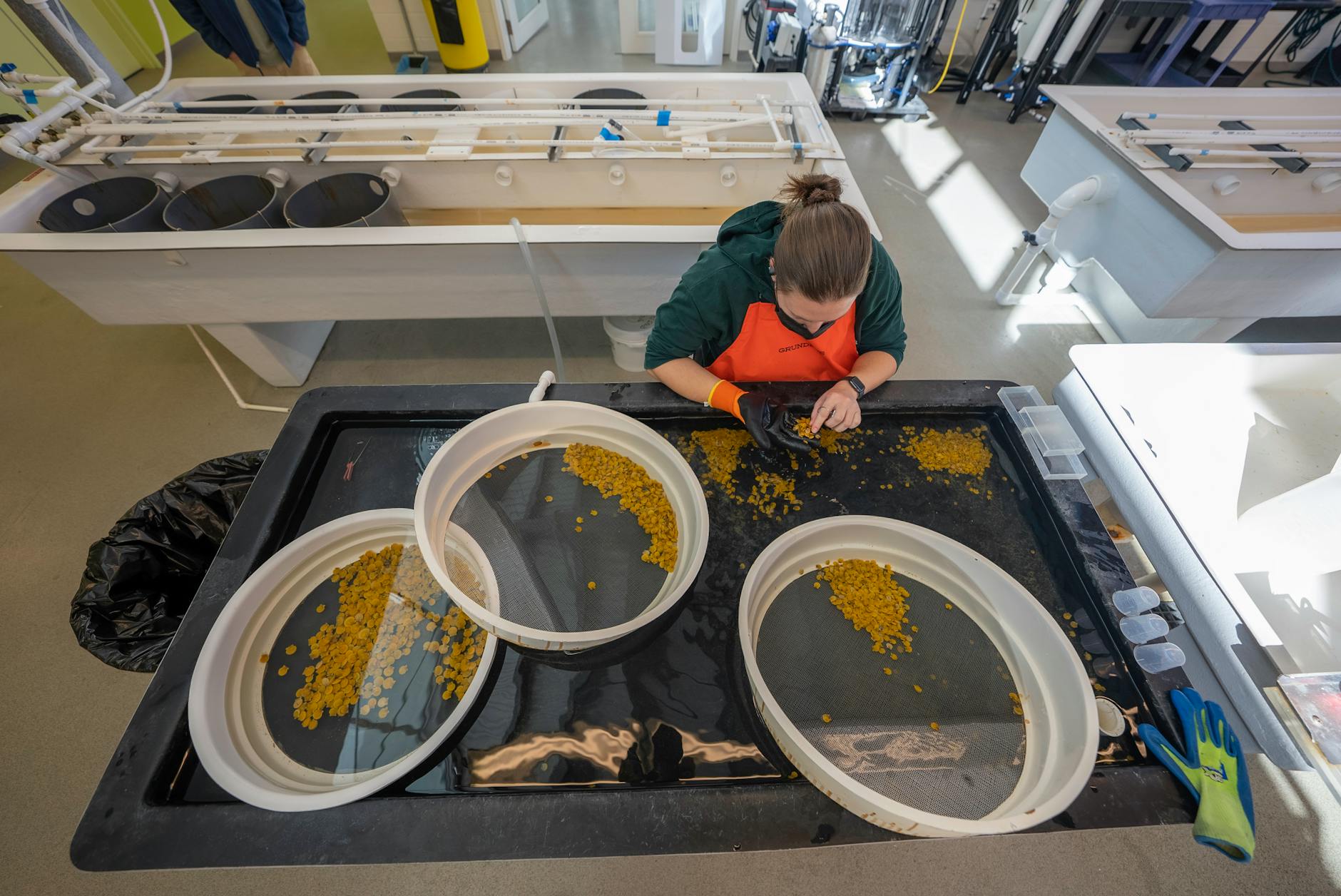 Woman Looking through Grains in a Sieve