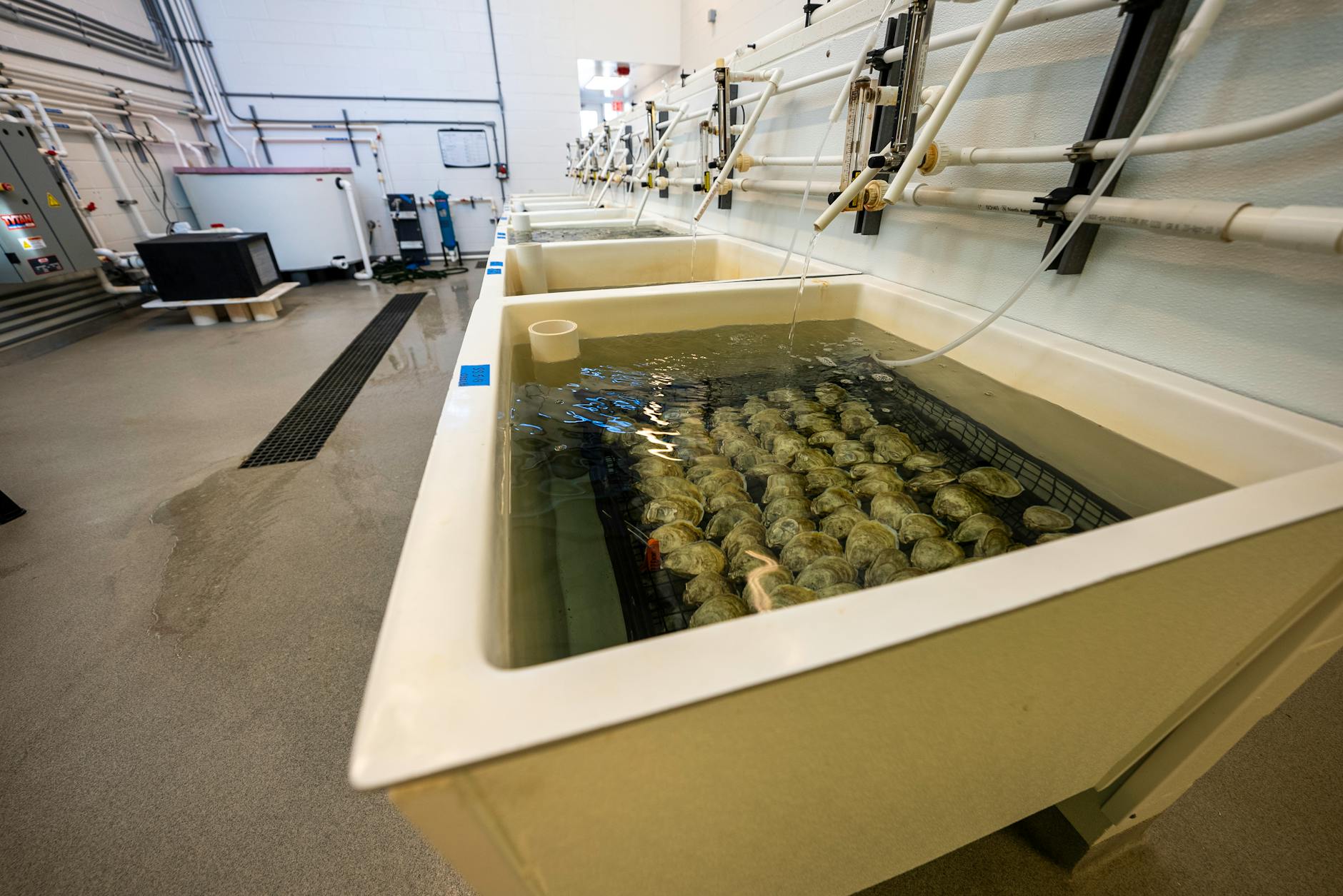 View of Sinks with Shellfish being Washed