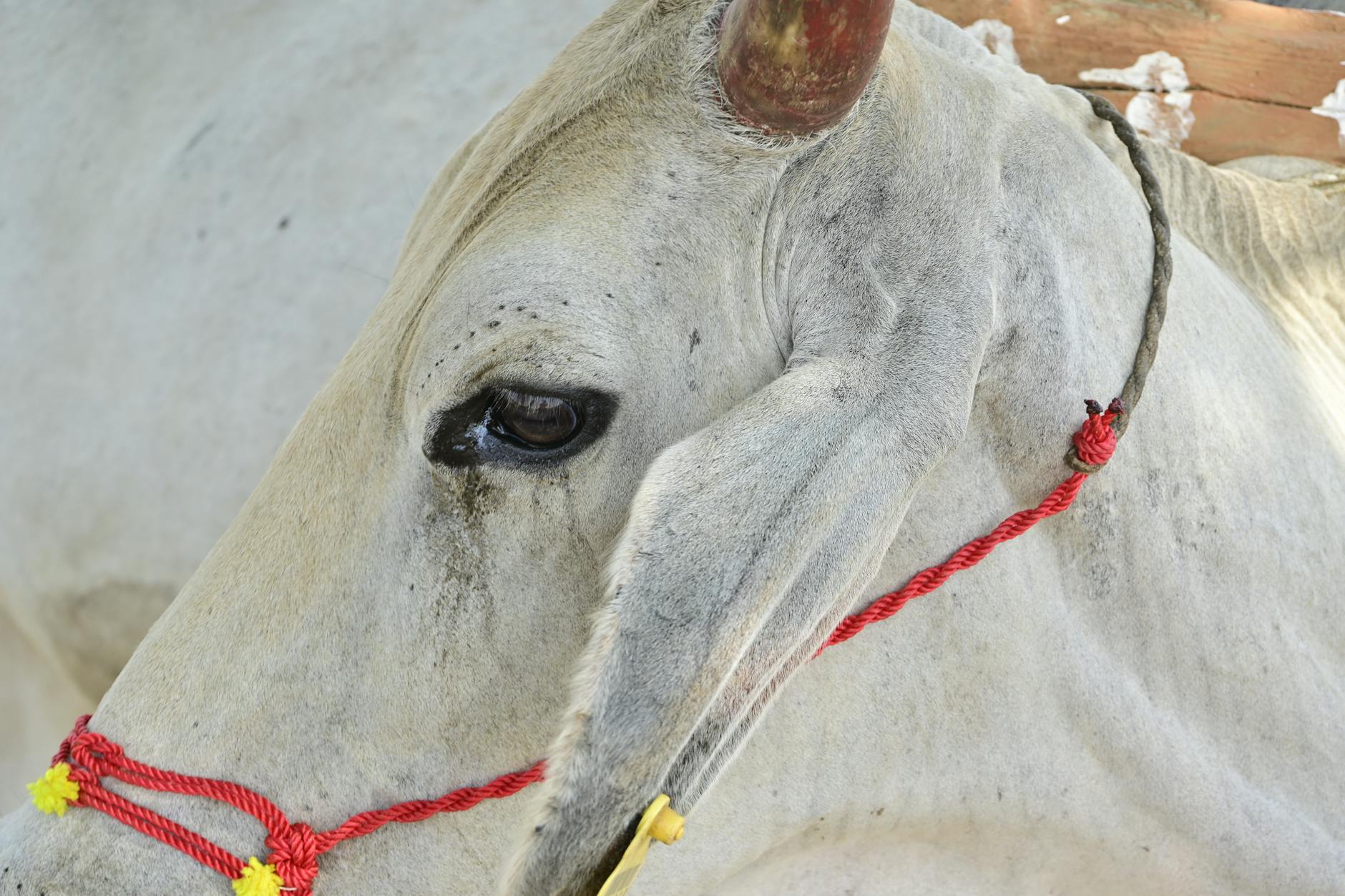 Close-up of a White Cow