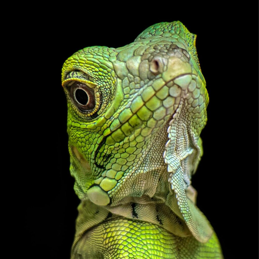 Exotic Pets Business Name Suggestion [2024 Update]