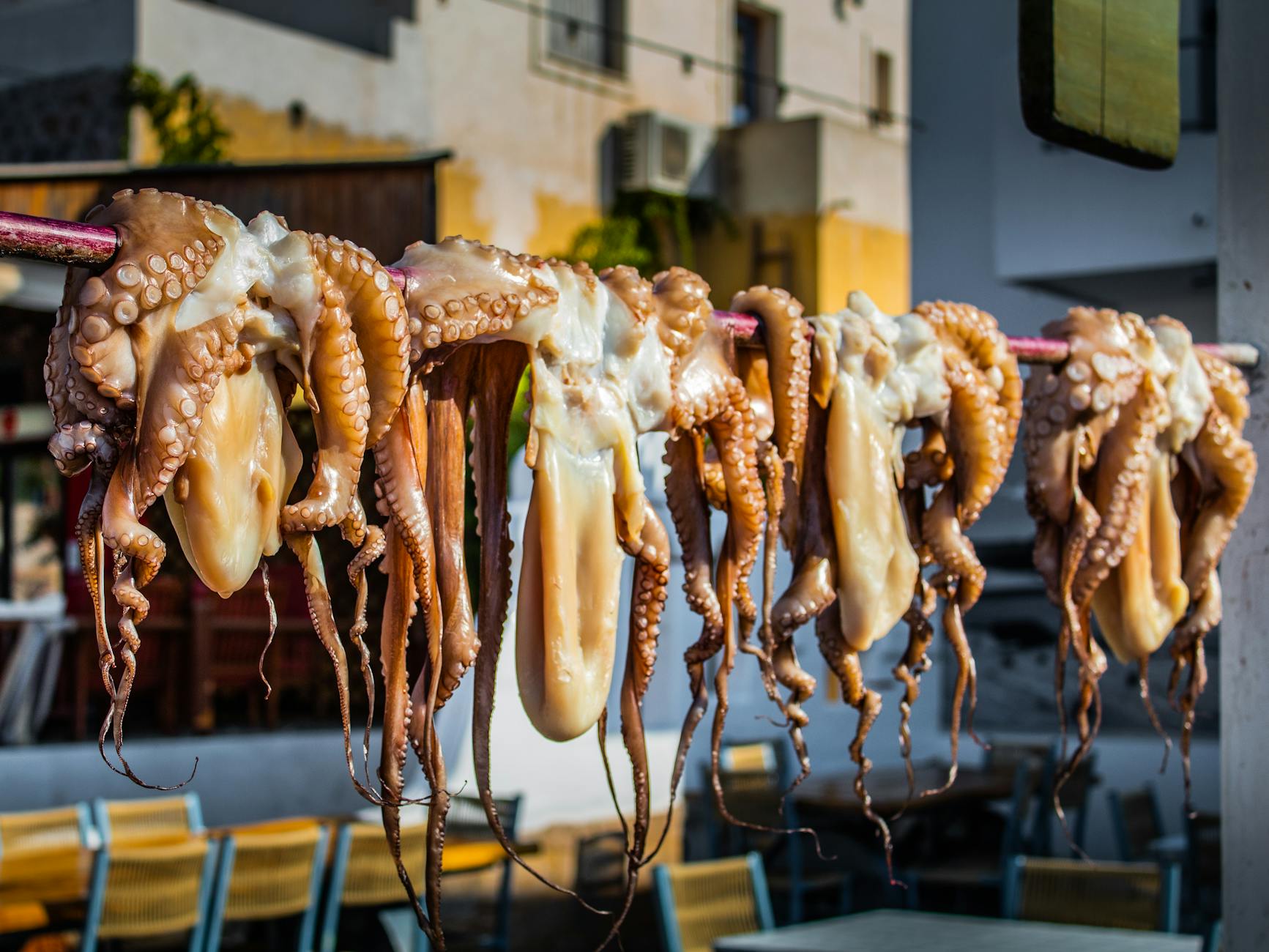 Octopuses Hanging on a Stick in Urban Landscape