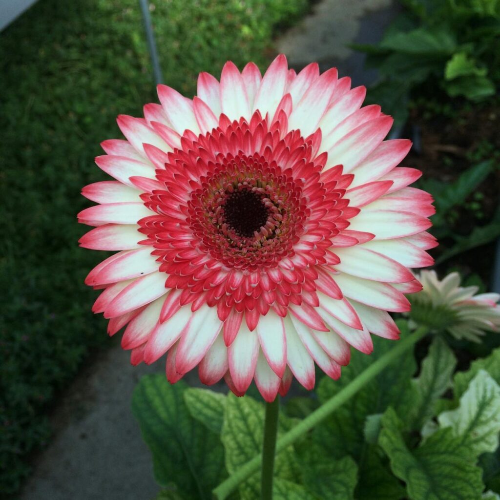 Ornamental Plants App Name Ideas