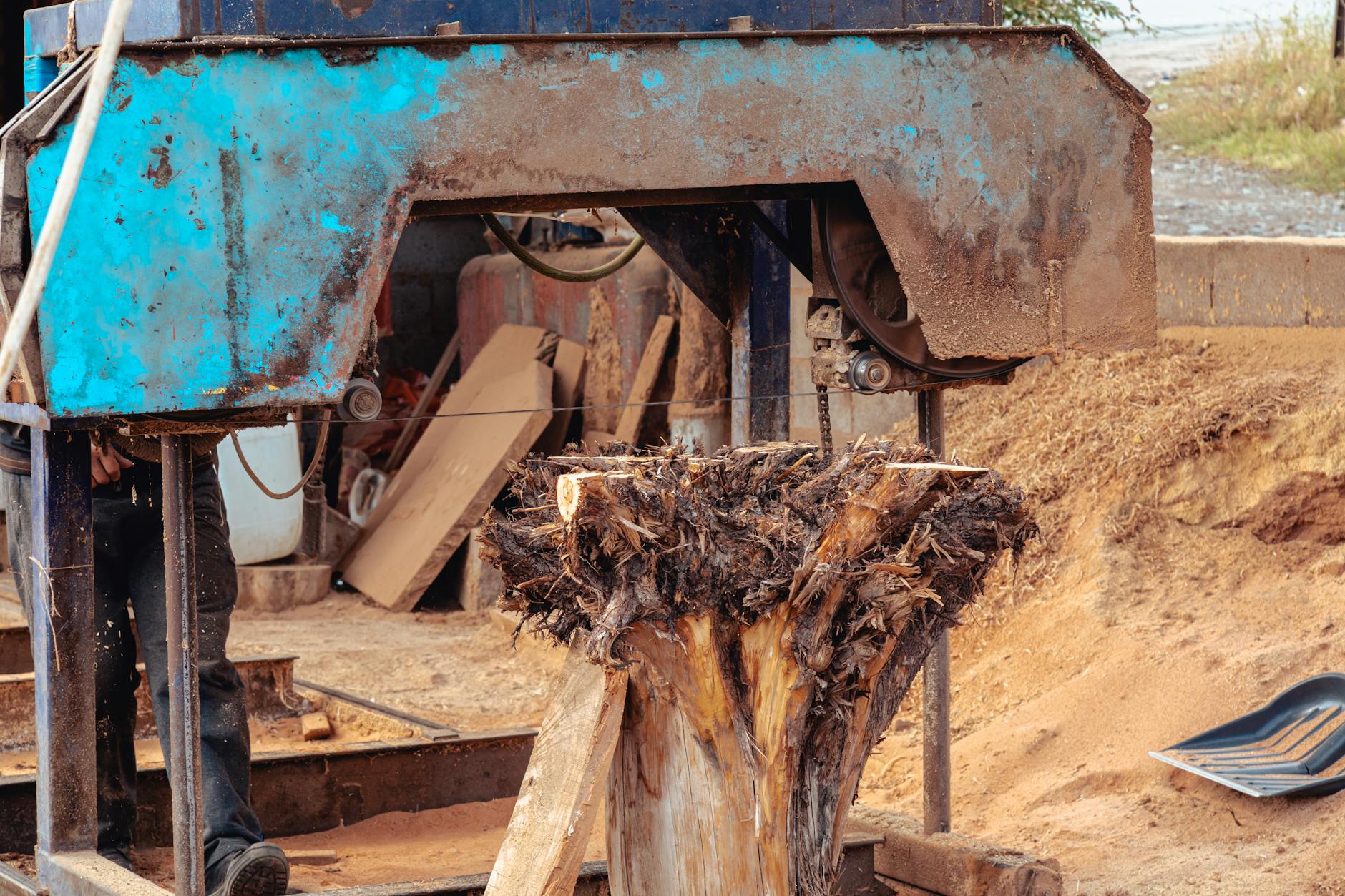 Mushroom cultivation in action