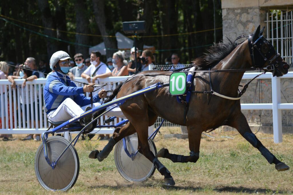 Harness Racing Business Ideas to Start in 2024