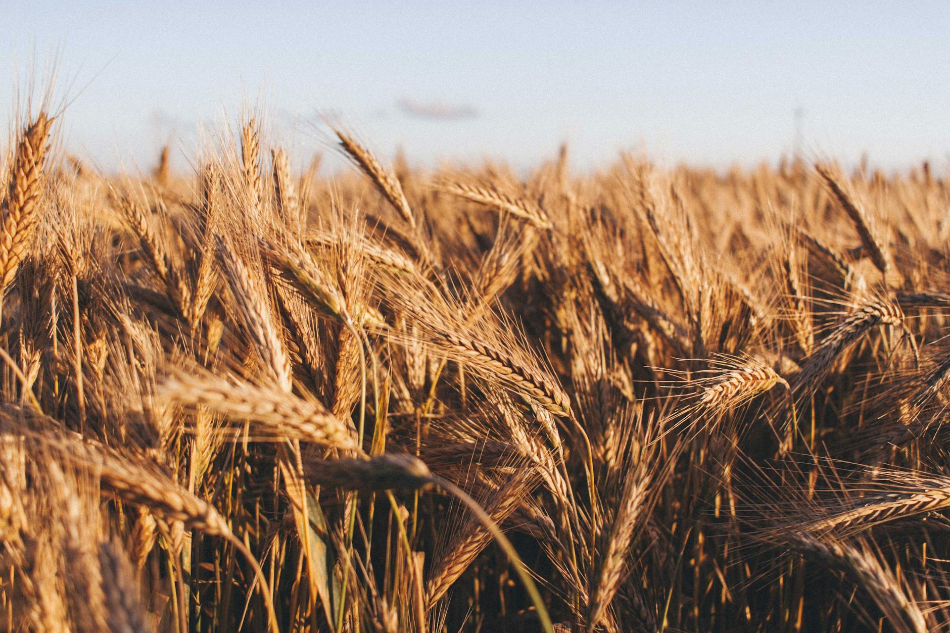 Wheat Field