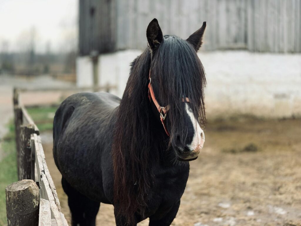 Equine Veterinary Business Name Suggestion [2024 Update]