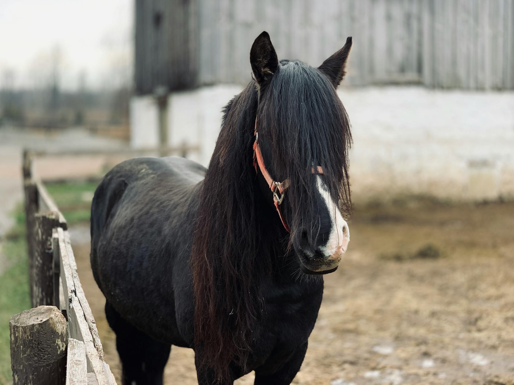 Black Horse Standing Near Fence