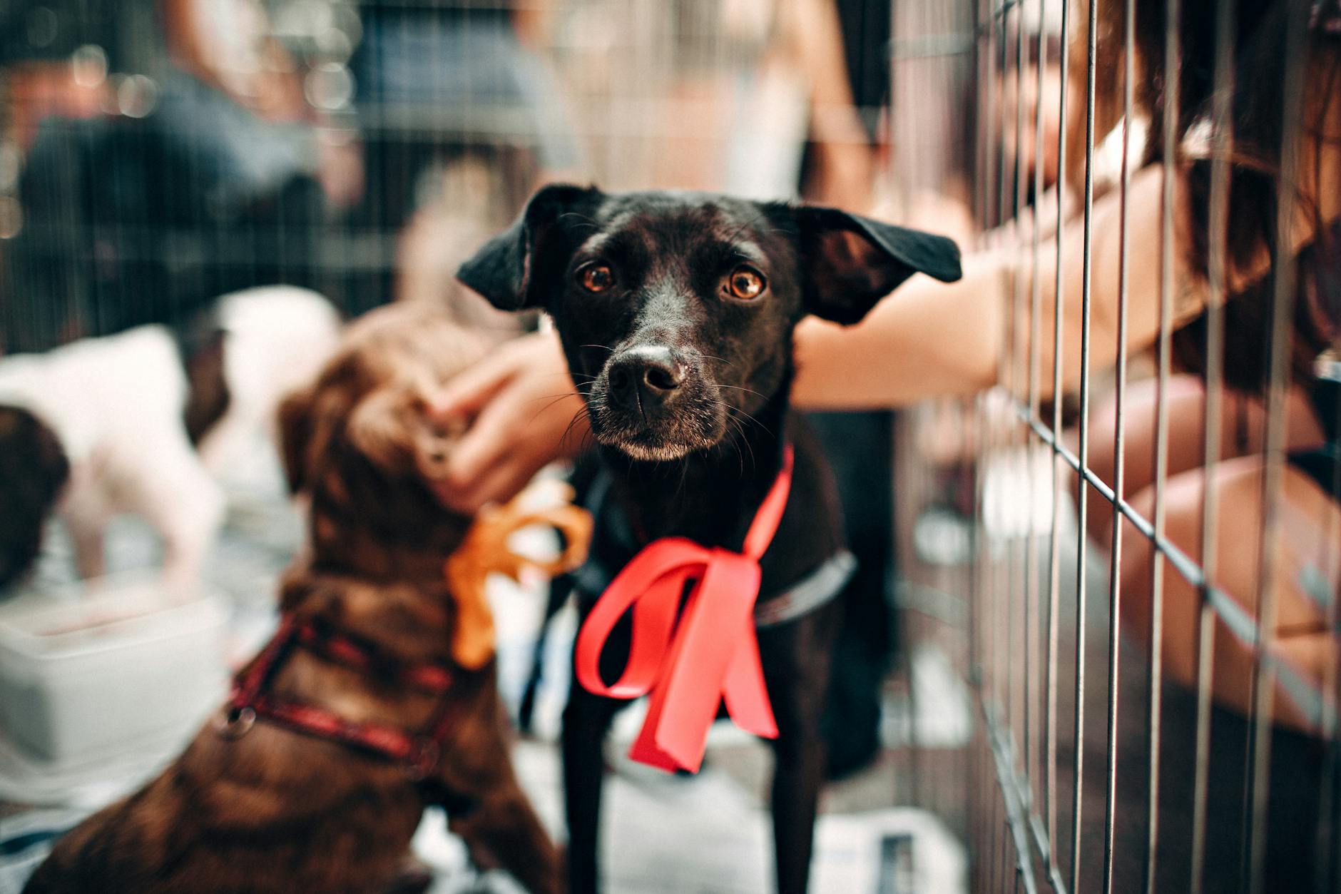 Canine shelter logo