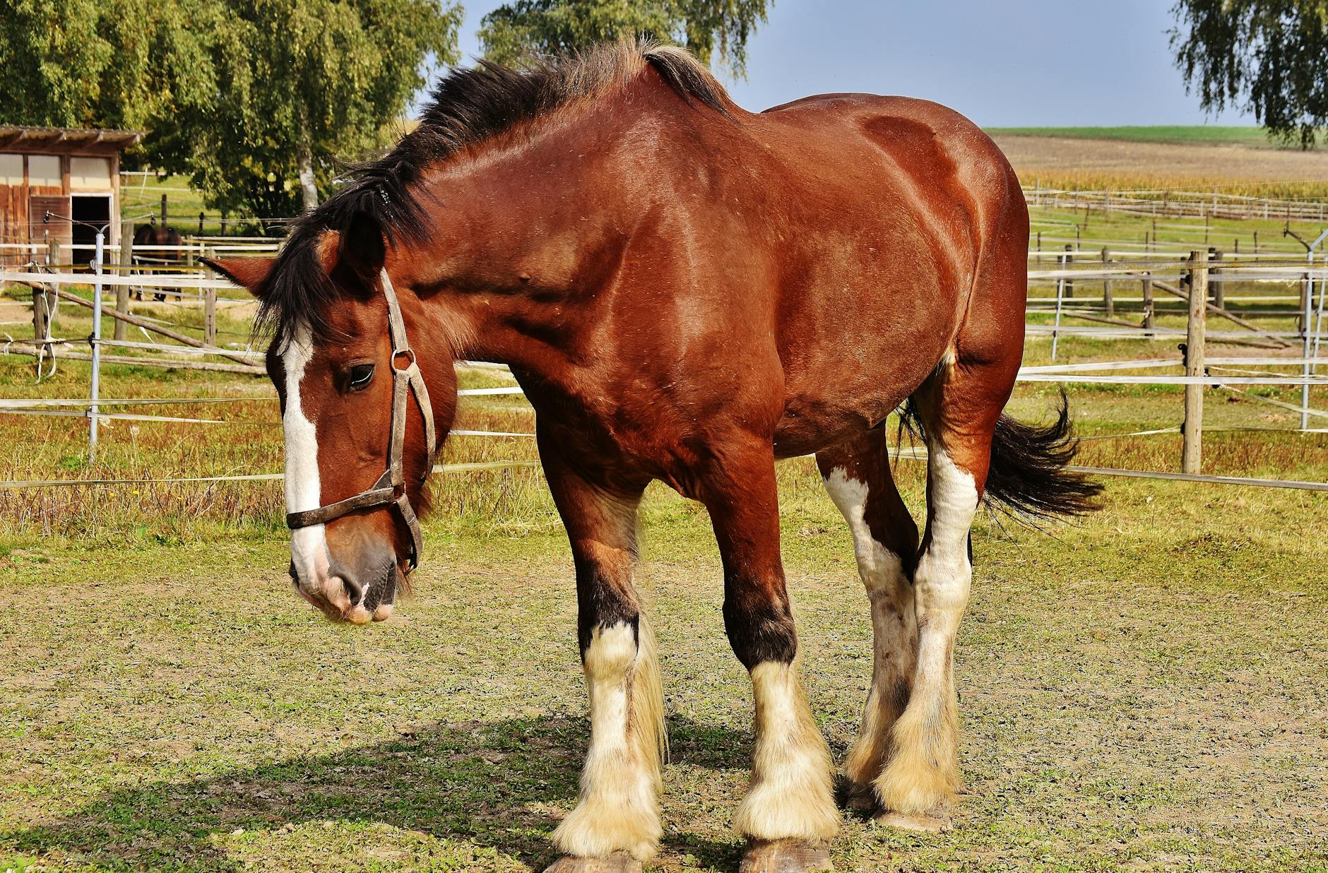 A beautiful brown horse standing in a lush green meadow