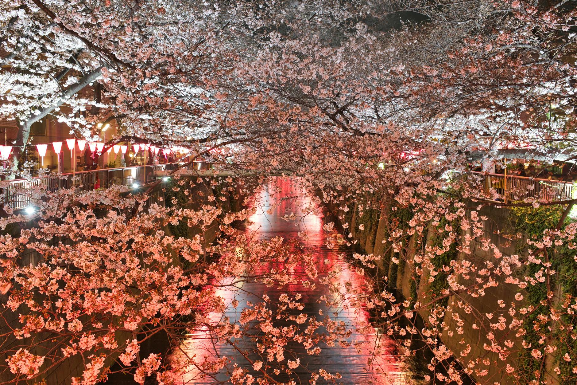 Flowering Tree